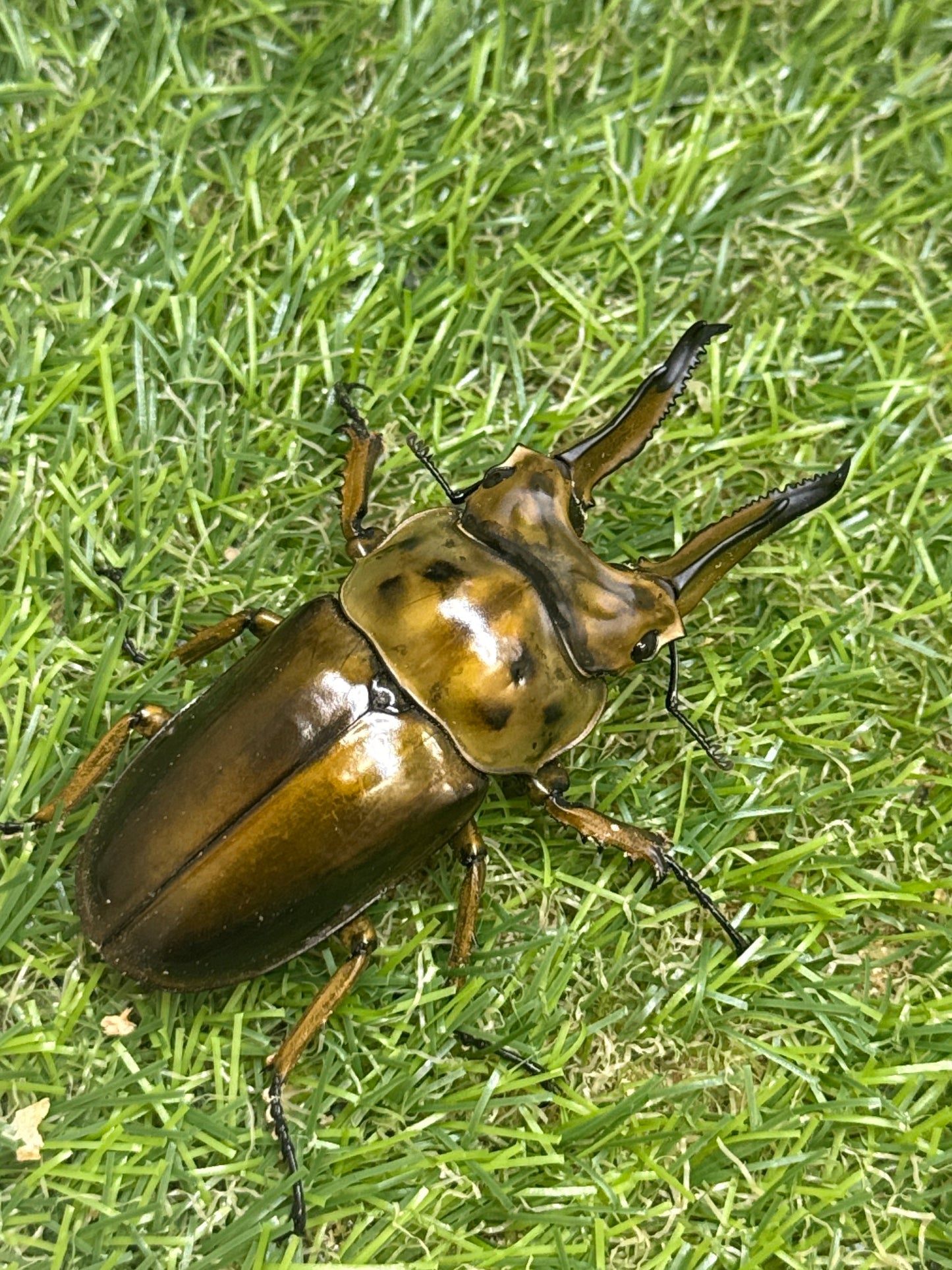 ババオウゴンオニクワガタ　♂74.7mm成虫ペア