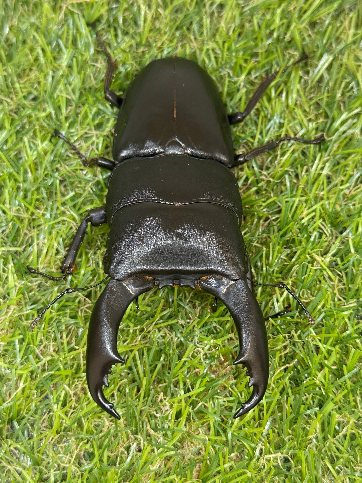 テイオウヒラタクワガタ(大城戸血統)　♂100mm成虫ペア