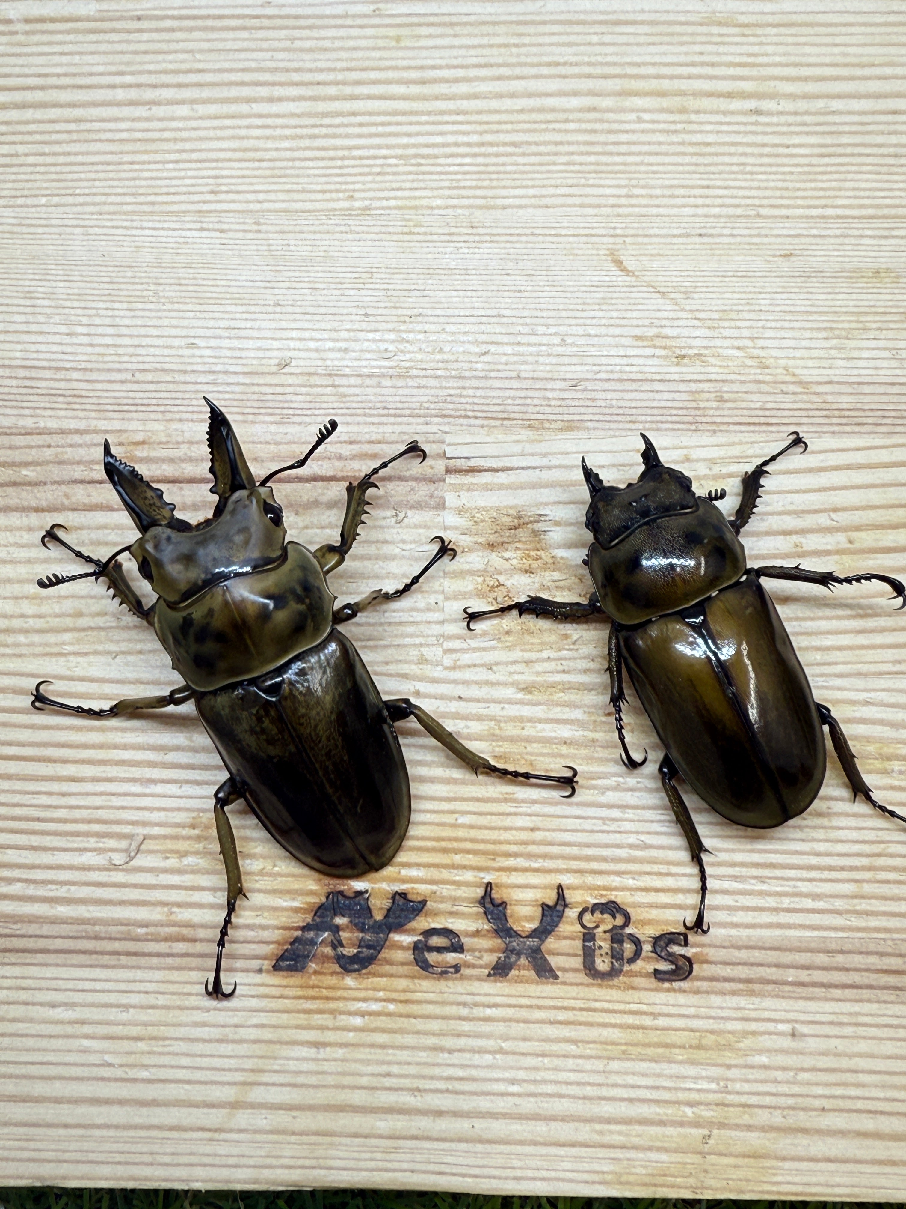 ババオウゴンオニクワガタ ♂55mm成虫ペア – 昆虫ショップNexus