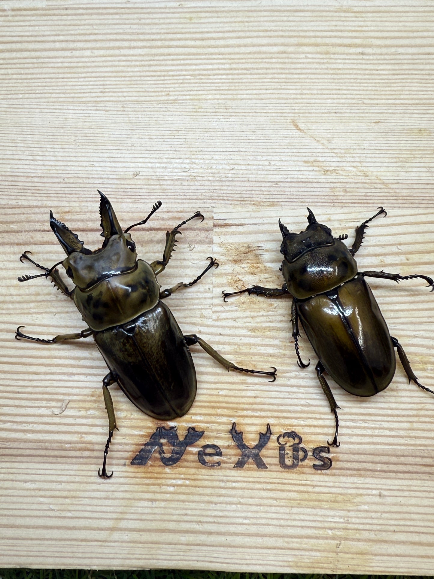ババオウゴンオニクワガタ　♂55mm成虫ペア