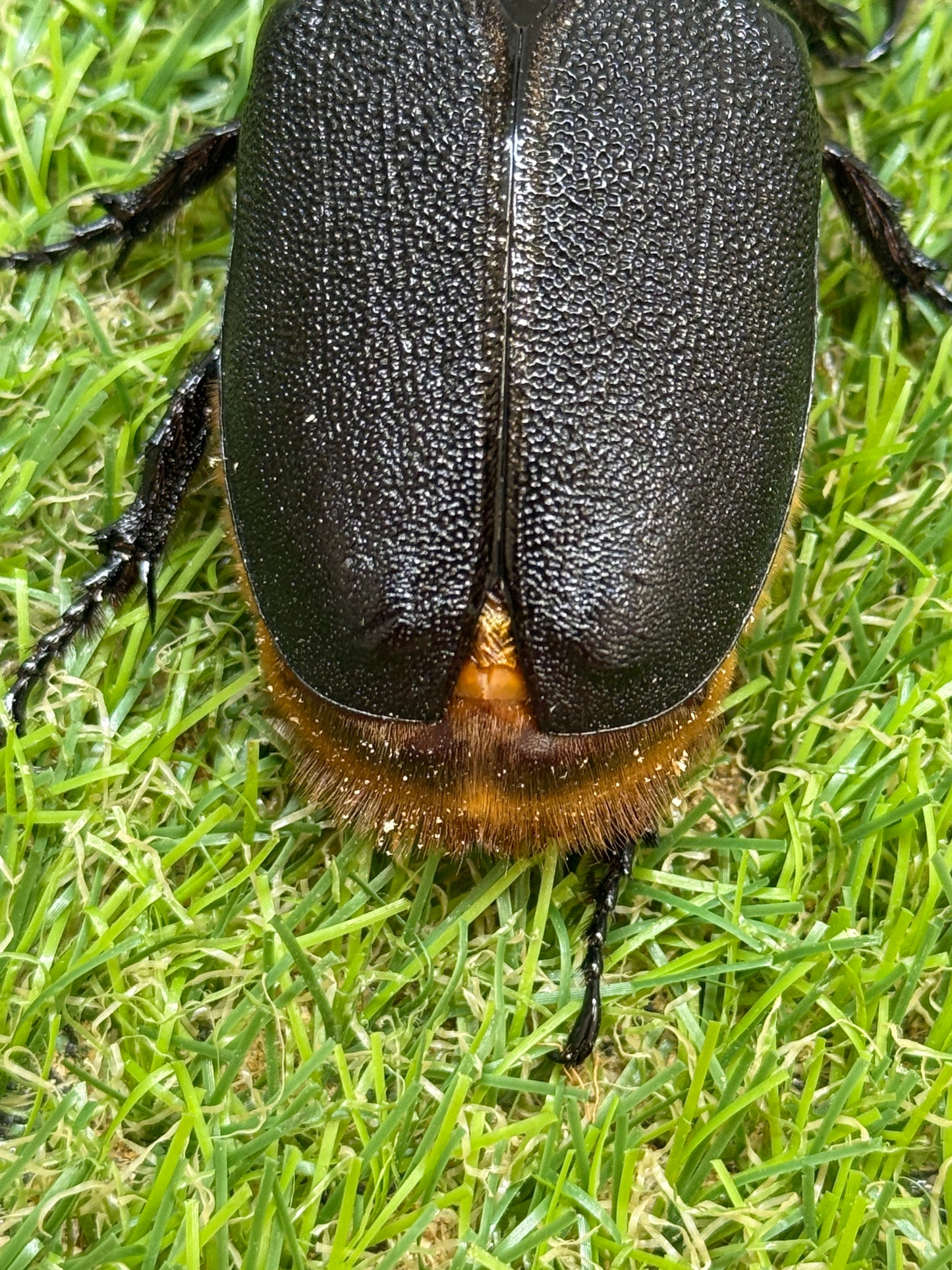 サタンオオカブト　♂100mm成虫ペア