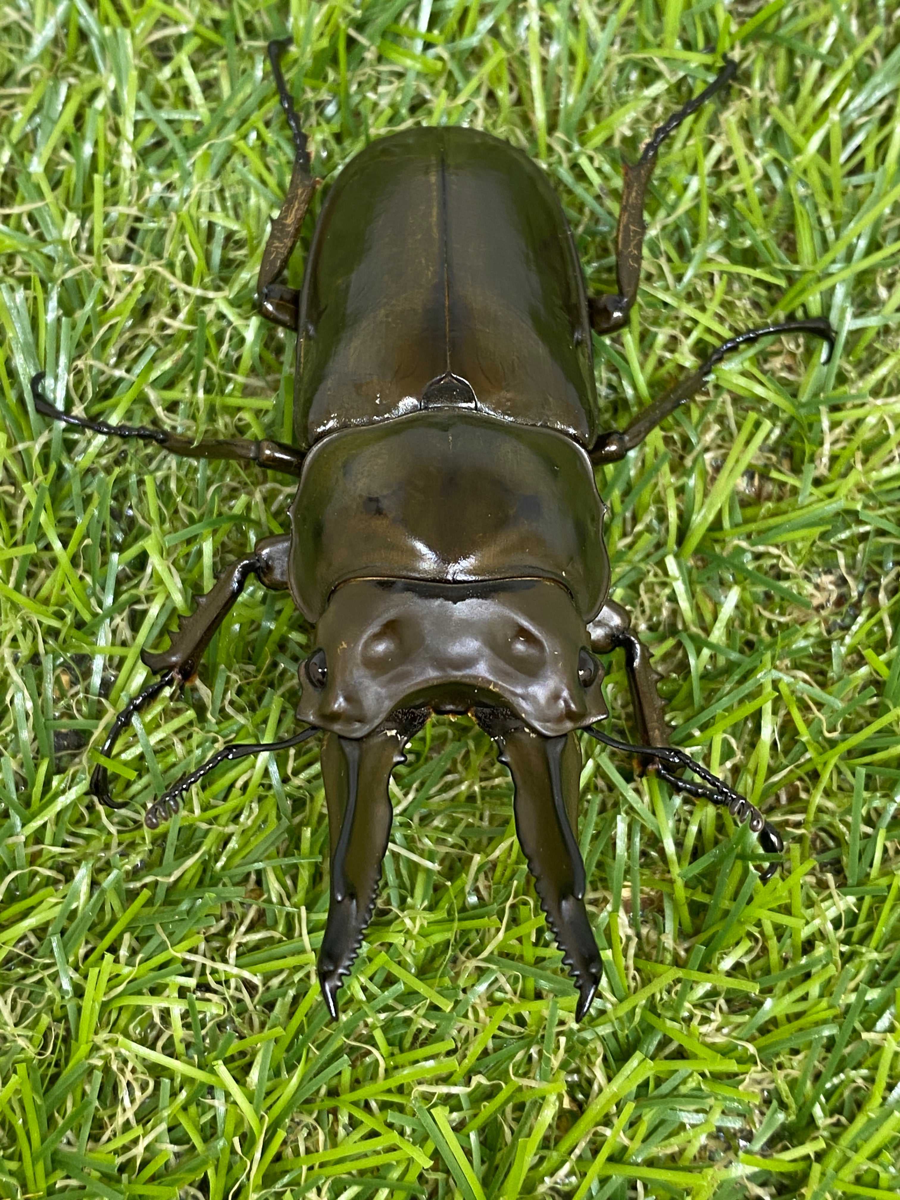 ババオウゴンオニクワガタ ♂69.5mm 成虫ペア – 昆虫ショップNexus