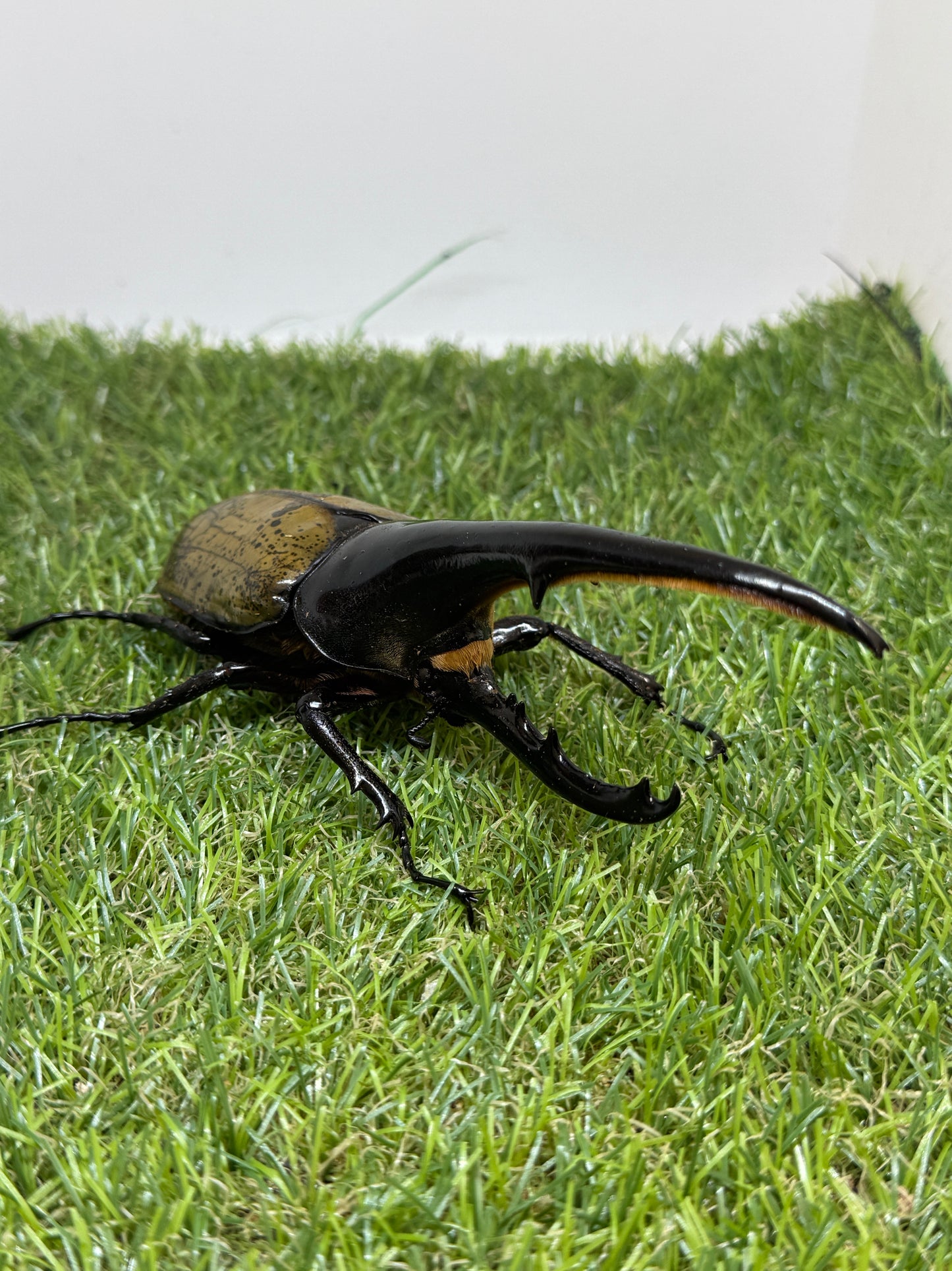 DH･ヘラクレス　♂143mm成虫ペア