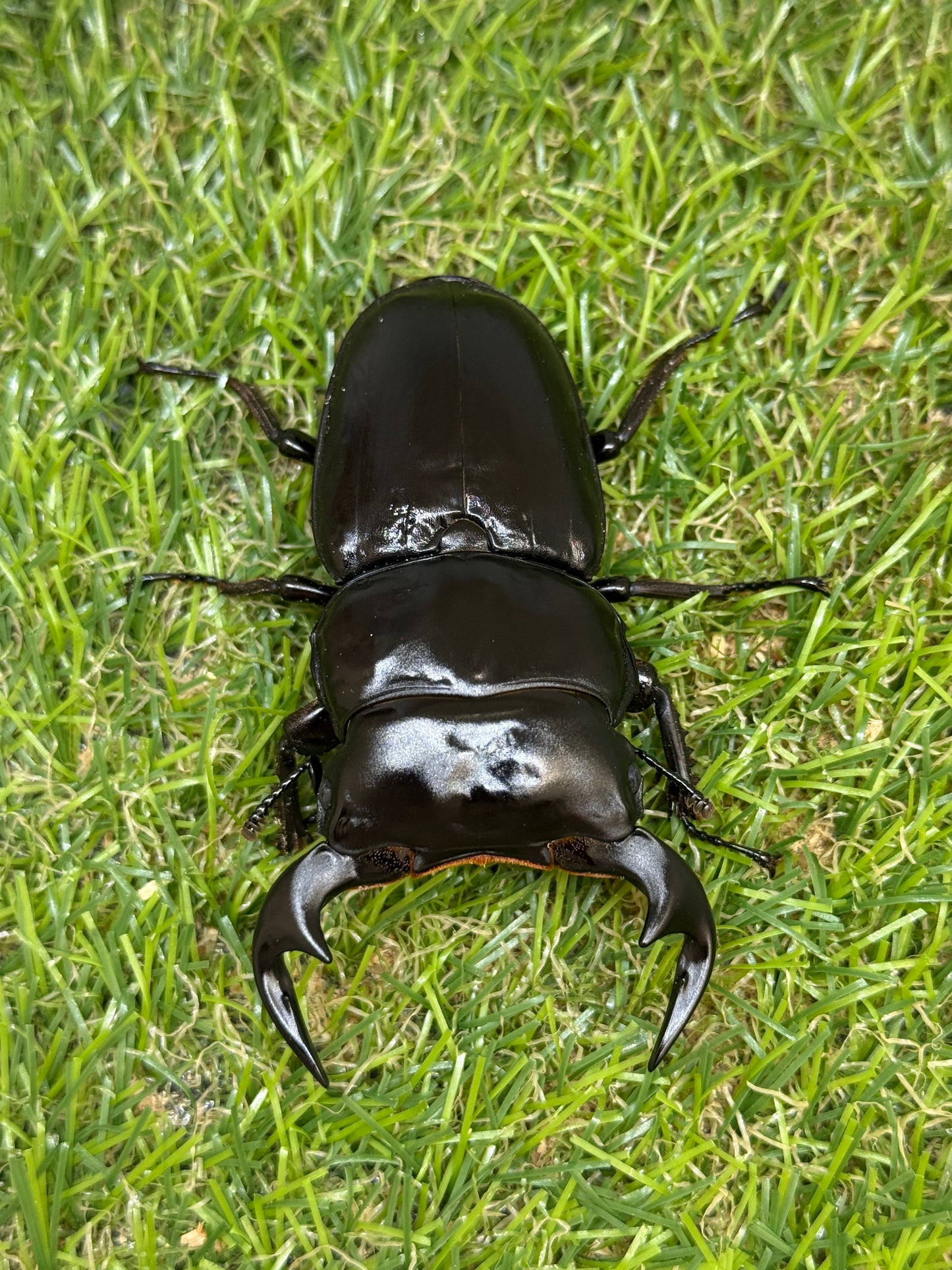 タイ アンタエウスオオクワガタ　♂75mm成虫ペア