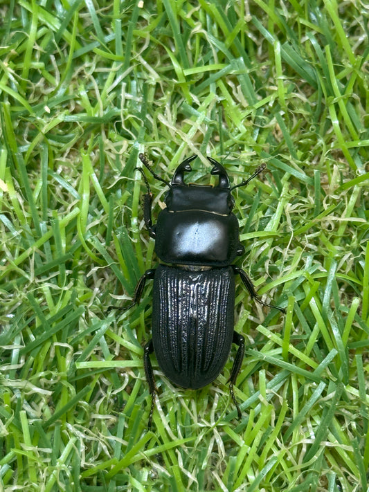 ドルクスミント　♂freeサイズ成虫ペア