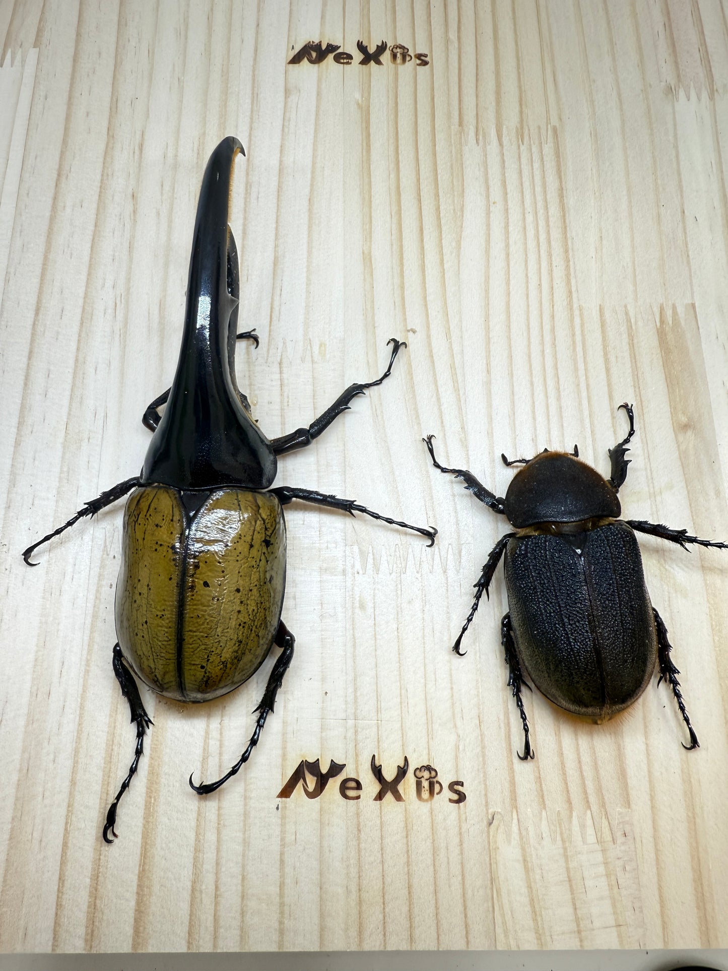 DH･ヘラクレス　♂138mm成虫ペア