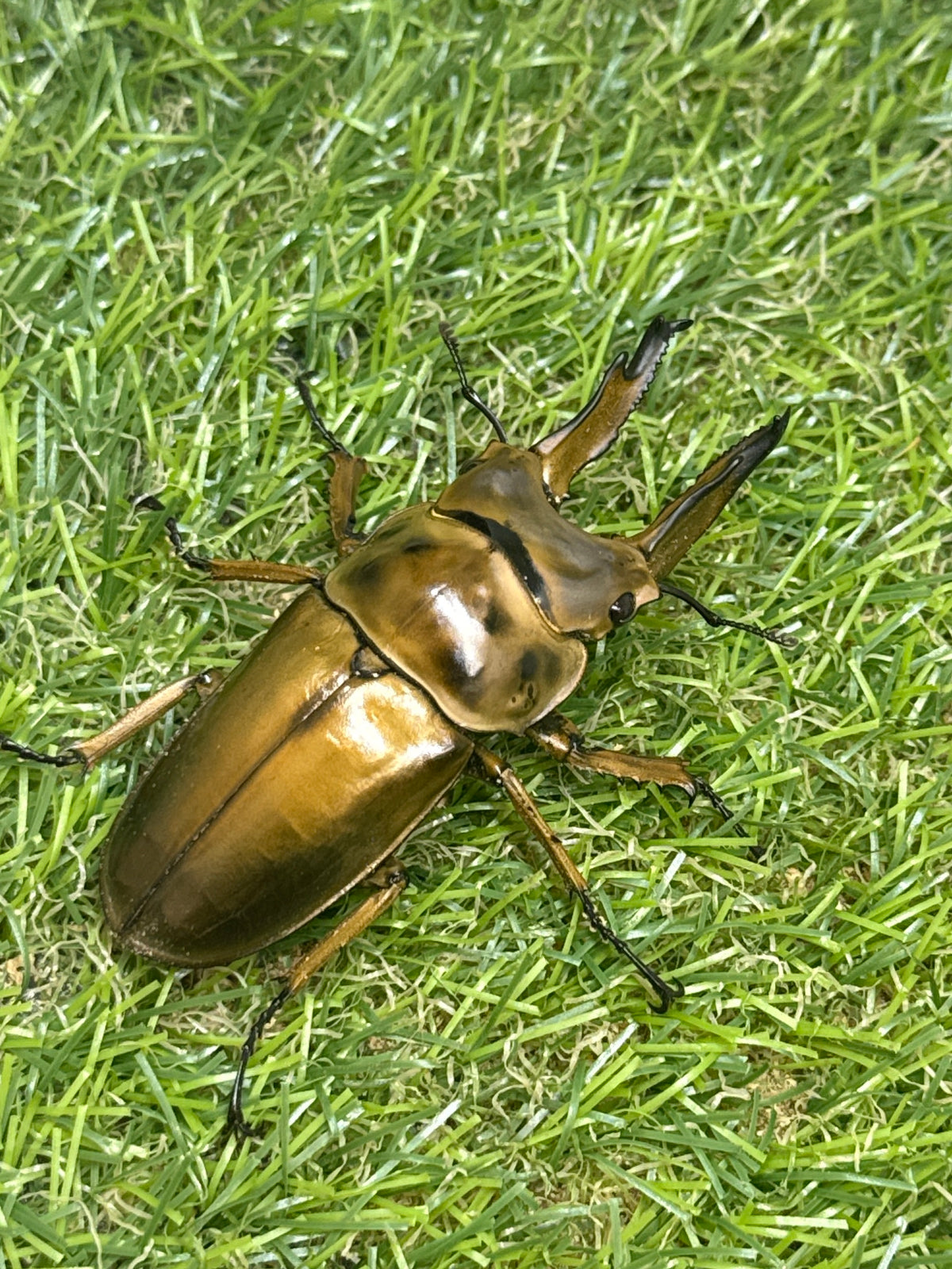 ババオウゴンオニクワガタ　♂69mm成虫ペア