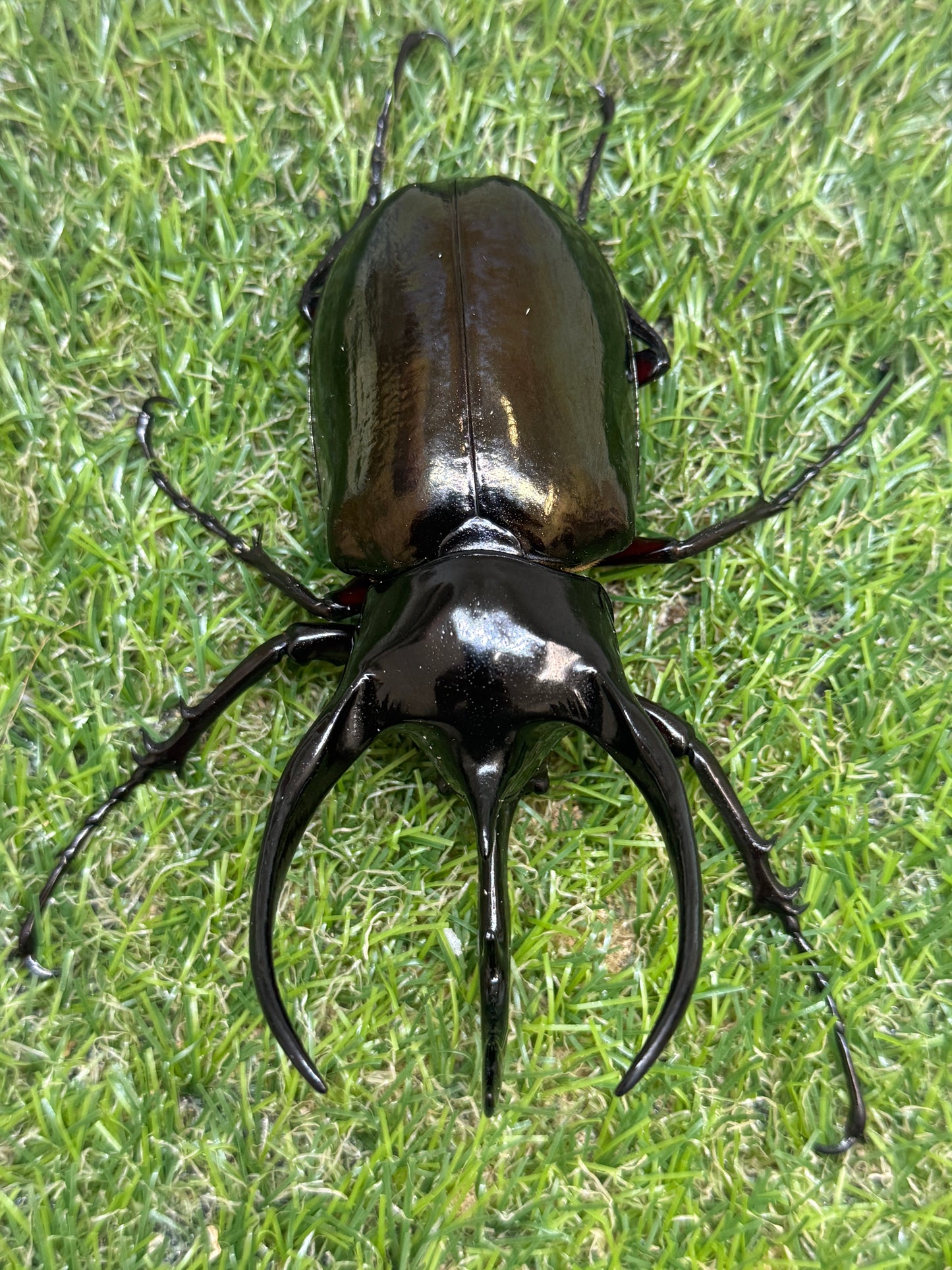 コーカサスオオカブト(西ジャワ　スカブミ)　♂108.6mm成虫ペア