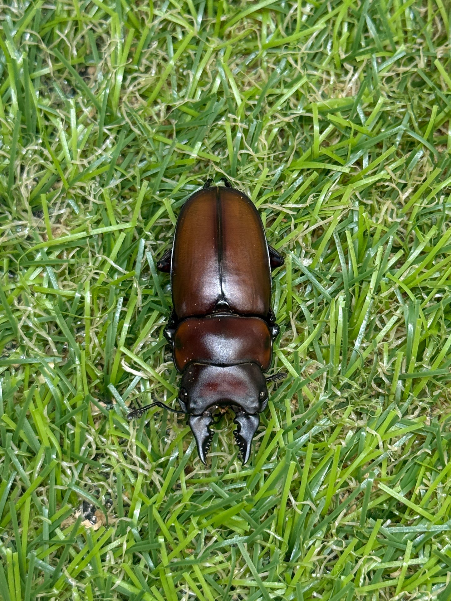 フスクスノコギリクワガタ　♂36.5mm成虫ペア