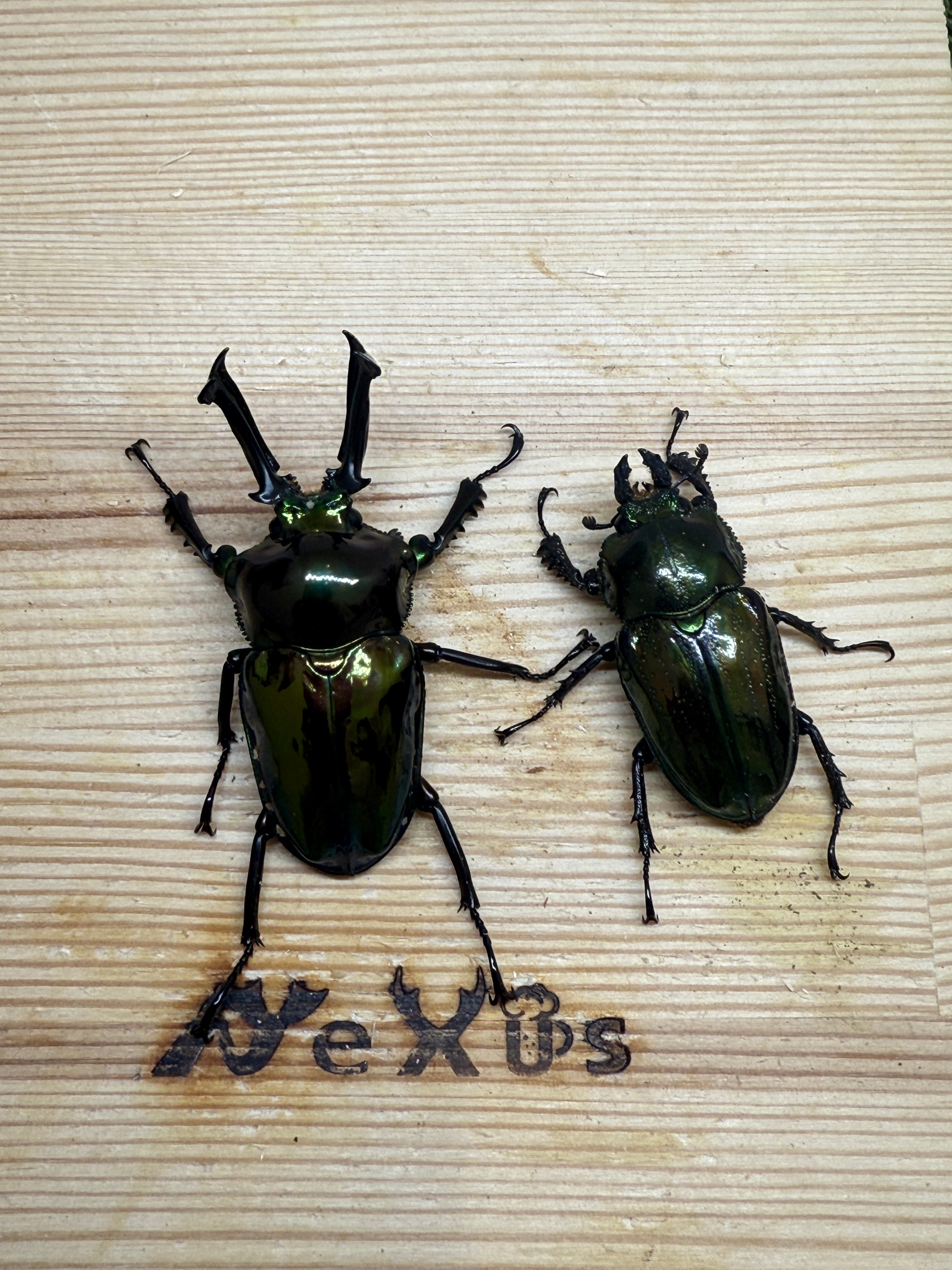 ニジイロクワガタ(グリーン系) ♂52.5mm成虫ペア – 昆虫ショップNexus