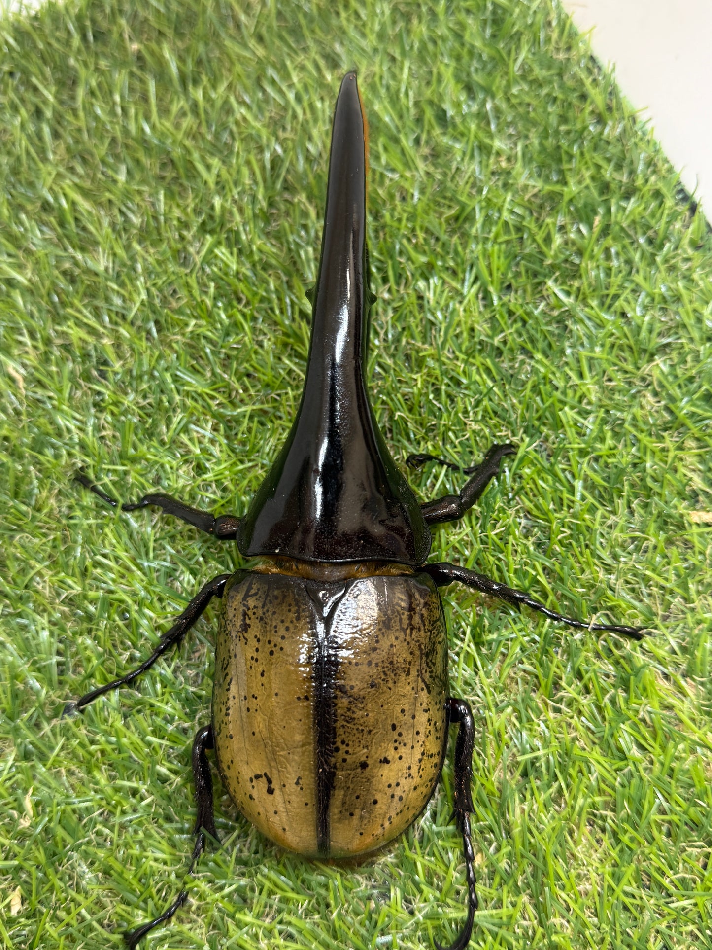 DH･ヘラクレス　♂154mm成虫ペア