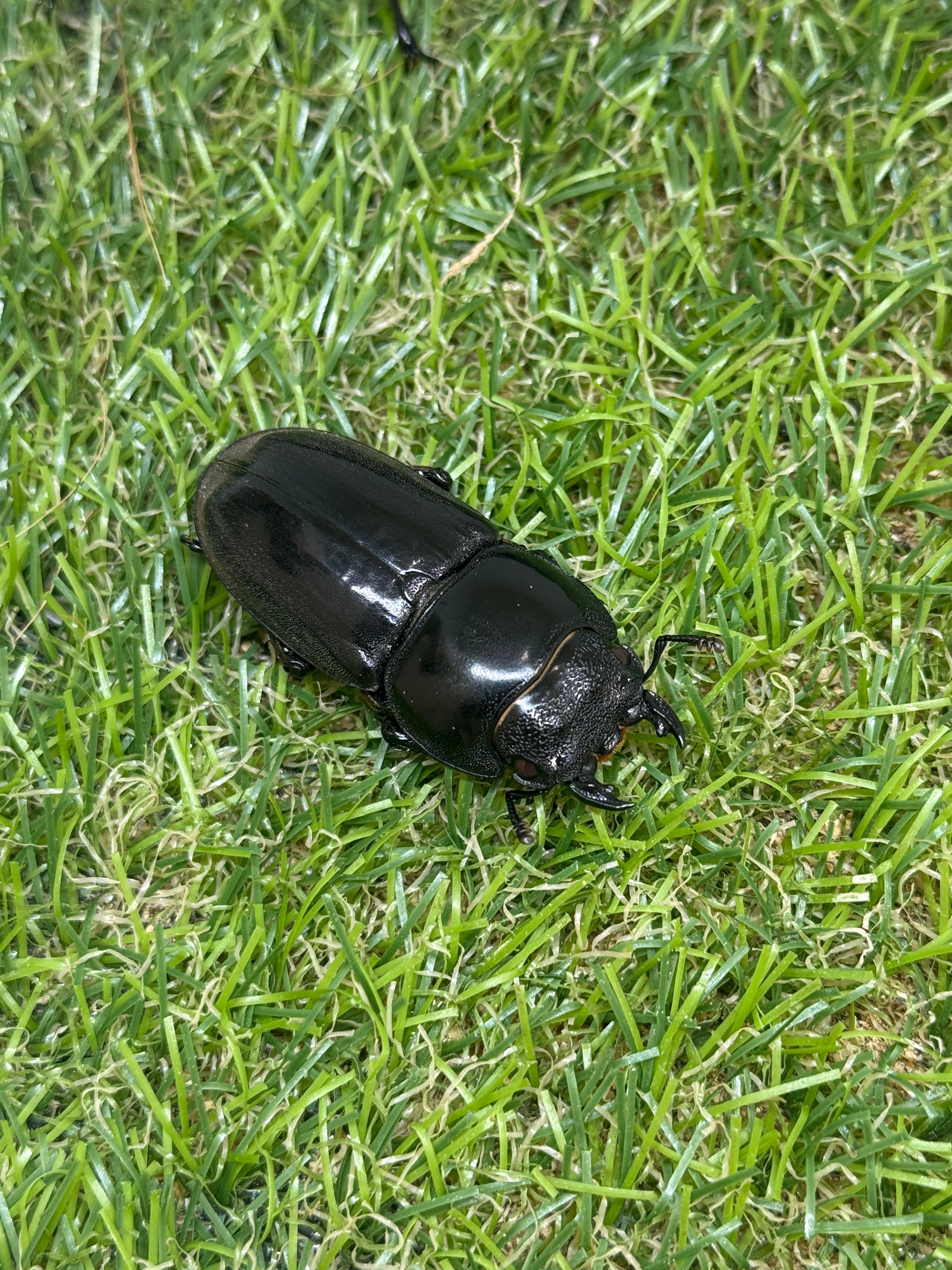 パラワンオオヒラタクワガタ(ピンクアイ血統)♂103.2mm成虫ペア – 昆虫 パラワンオオヒラタクワガタ(ピンクアイ血統)♂103.2mm成虫ペア – 昆虫