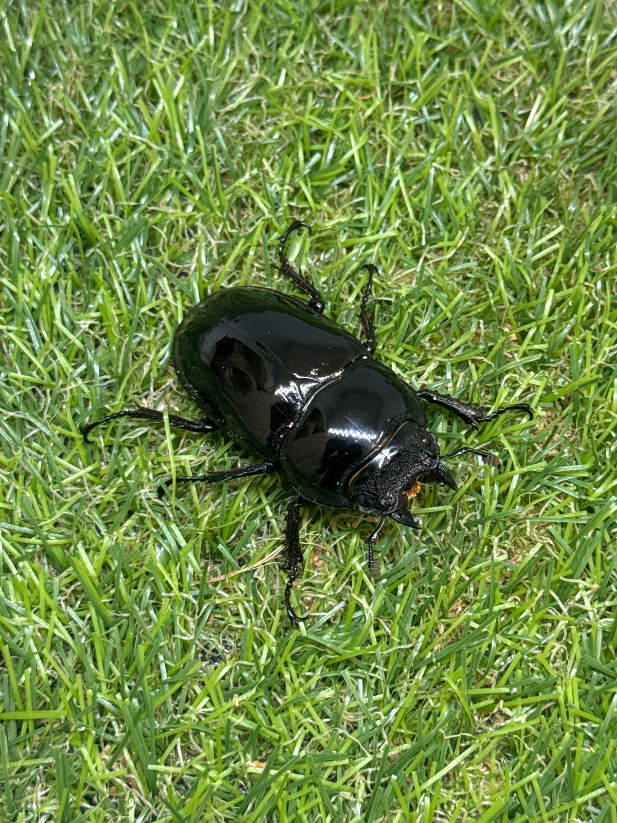 タランドゥスオオツヤクワガタ　♂79mm成虫ペア