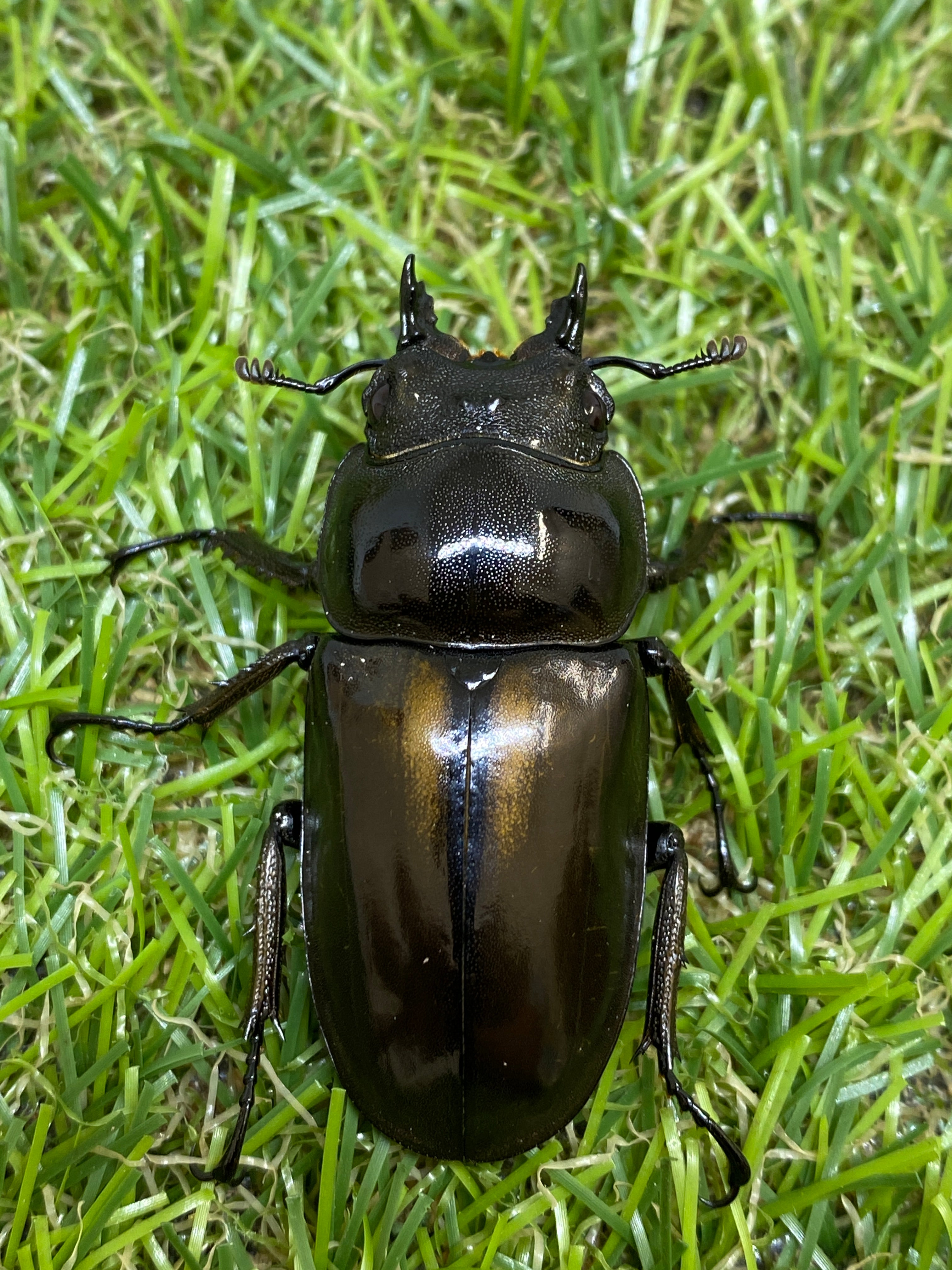 No71 ババオウゴンオニクワガタ ♂♀ペア オウゴンオニ 後食済み 発送日1月25日 水  午後便発送限定(外国産)｜売買されたオークション情報、yahooの商品情報をアーカイブ公開 - オークファン クワガタムシ