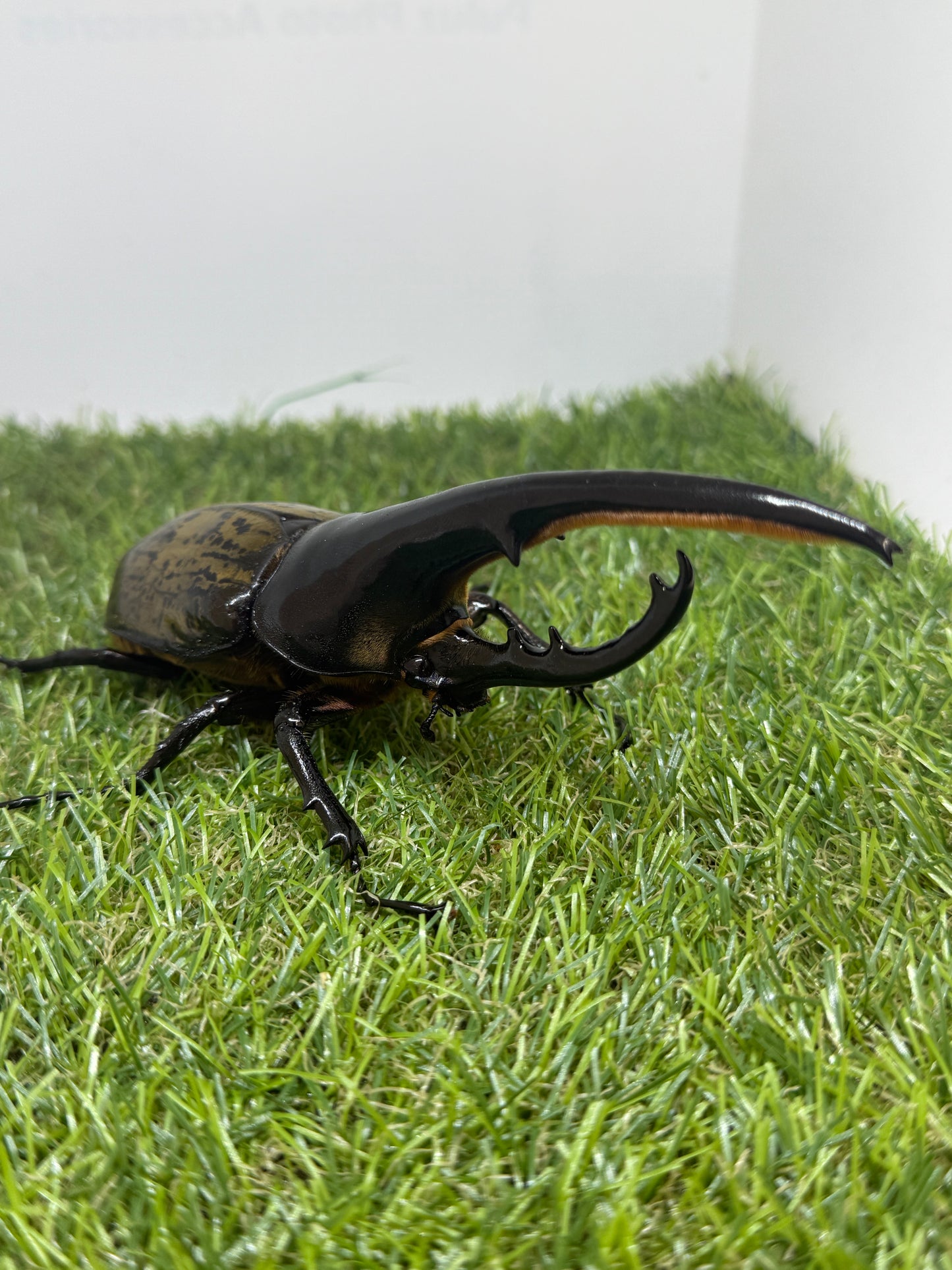 DH･ヘラクレス　♂148mm単品