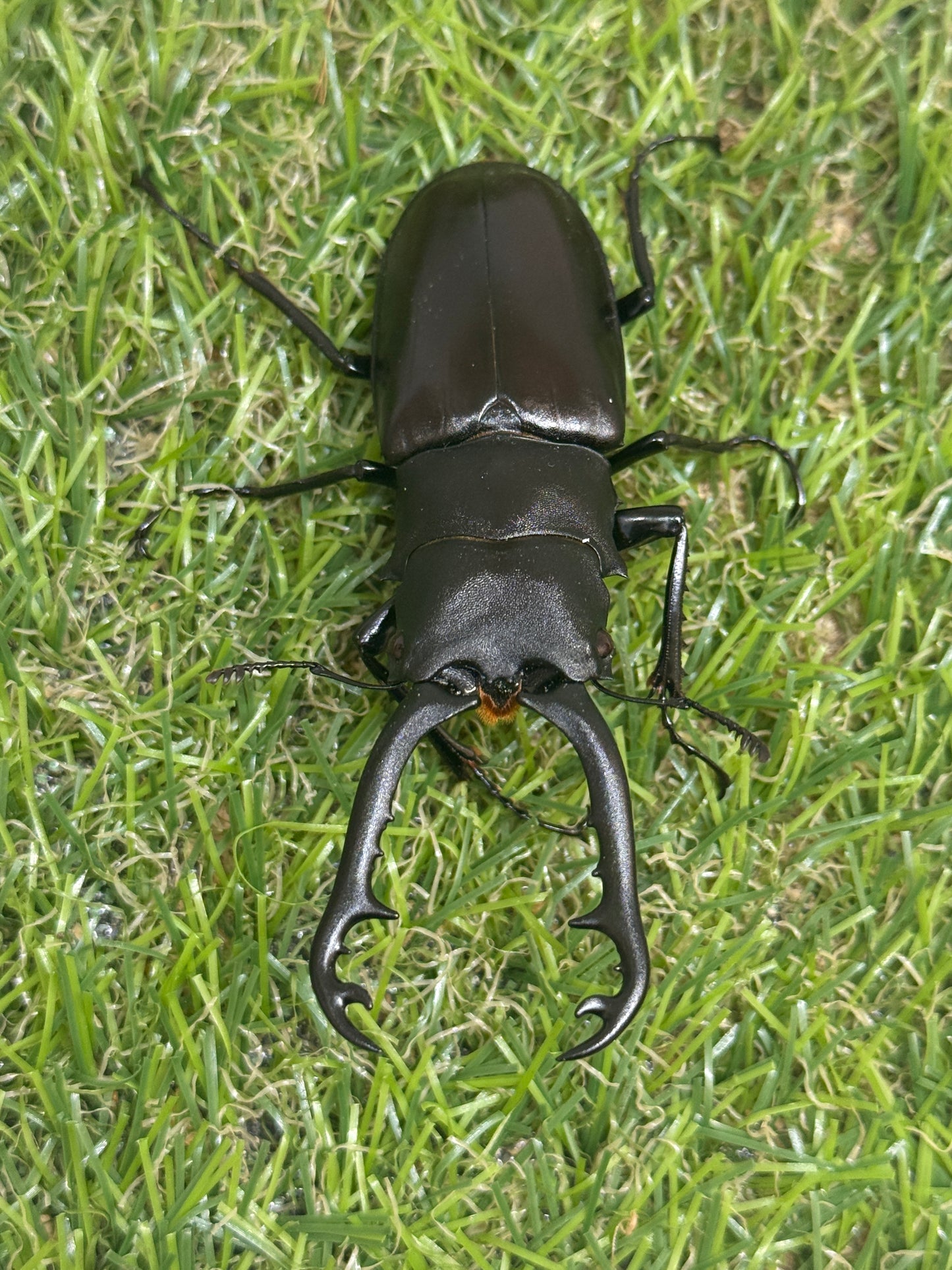 ギラファノコギリクワガタ(ティモレンシス)レッドアイ血統　♂77mm成虫ペア