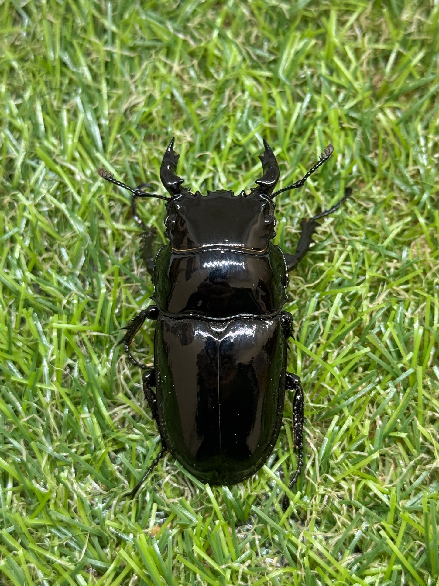 タランドゥスオオツヤクワガタ　♂55mm成虫ペア