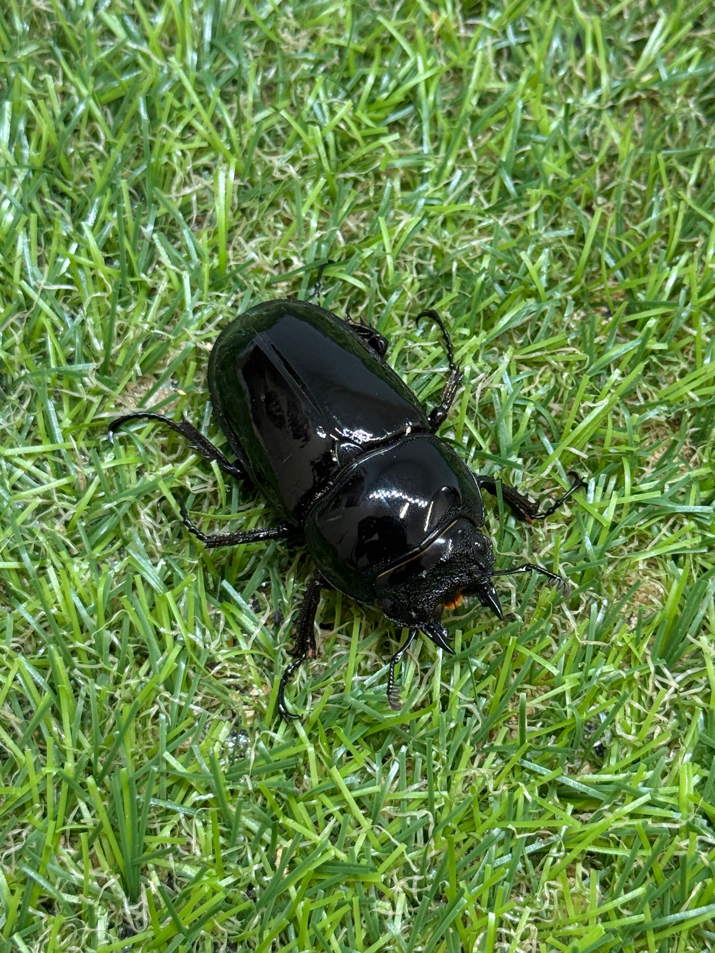 レギウスオオツヤクワガタ　♂72.5mm成虫ペア