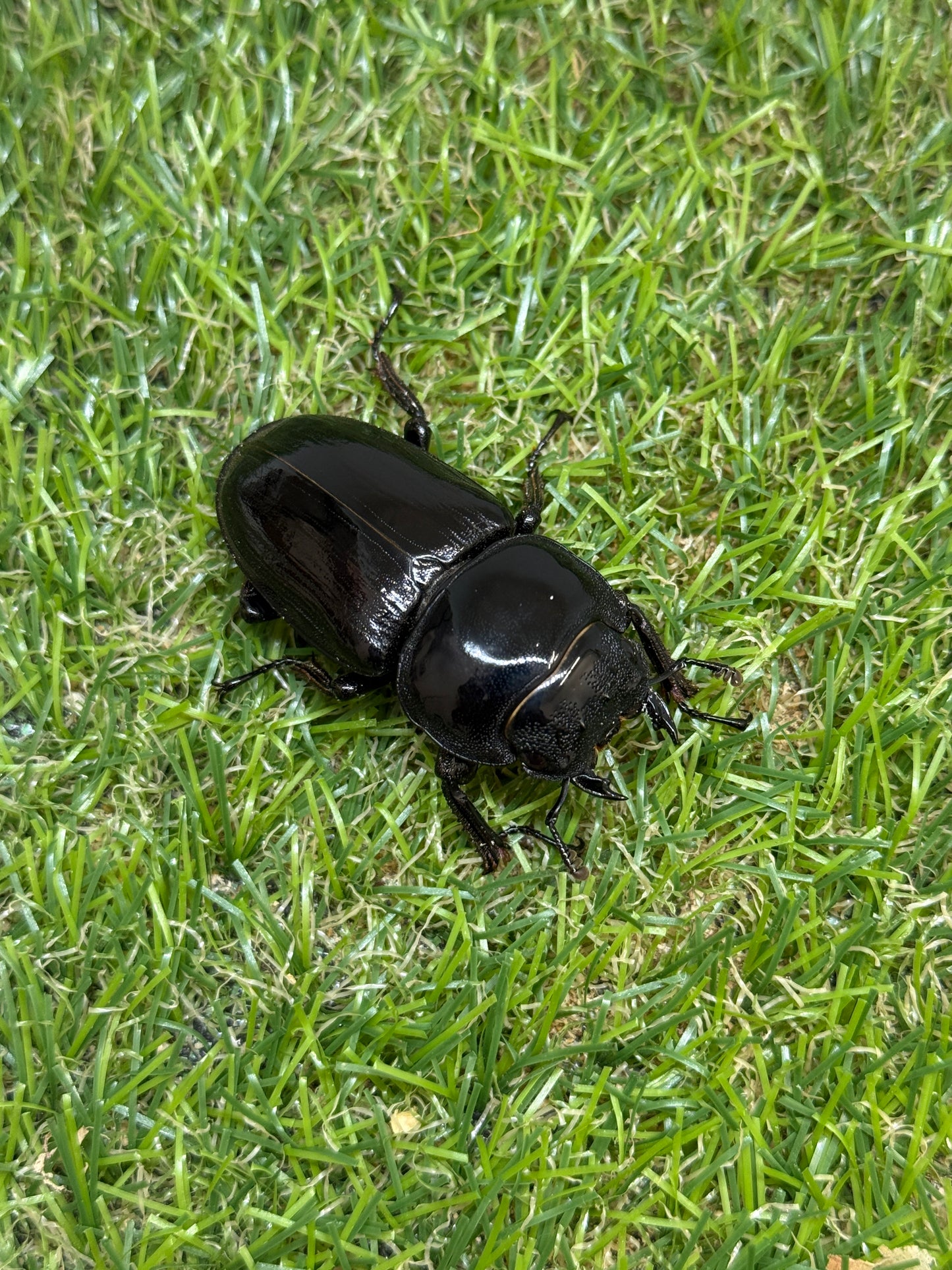 グランディスオオクワガタ　♂85.2mm成虫ペア