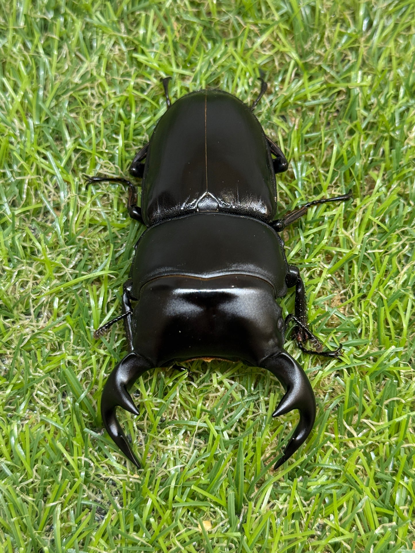グランディスオオクワガタ　♂81.5mm成虫ペア