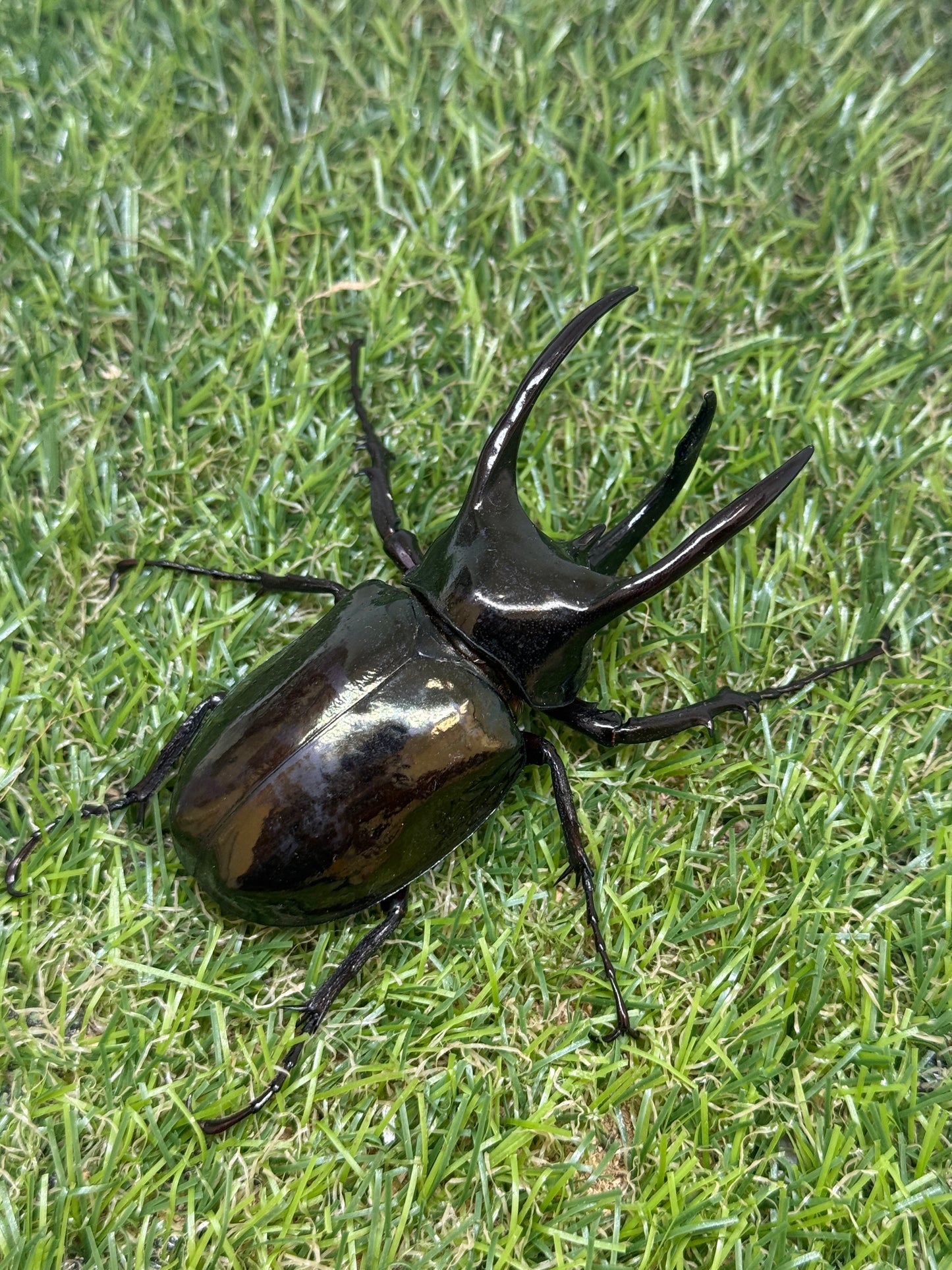 アトラスオオカブト(スマトラ島リアウ)　♂80mmペア