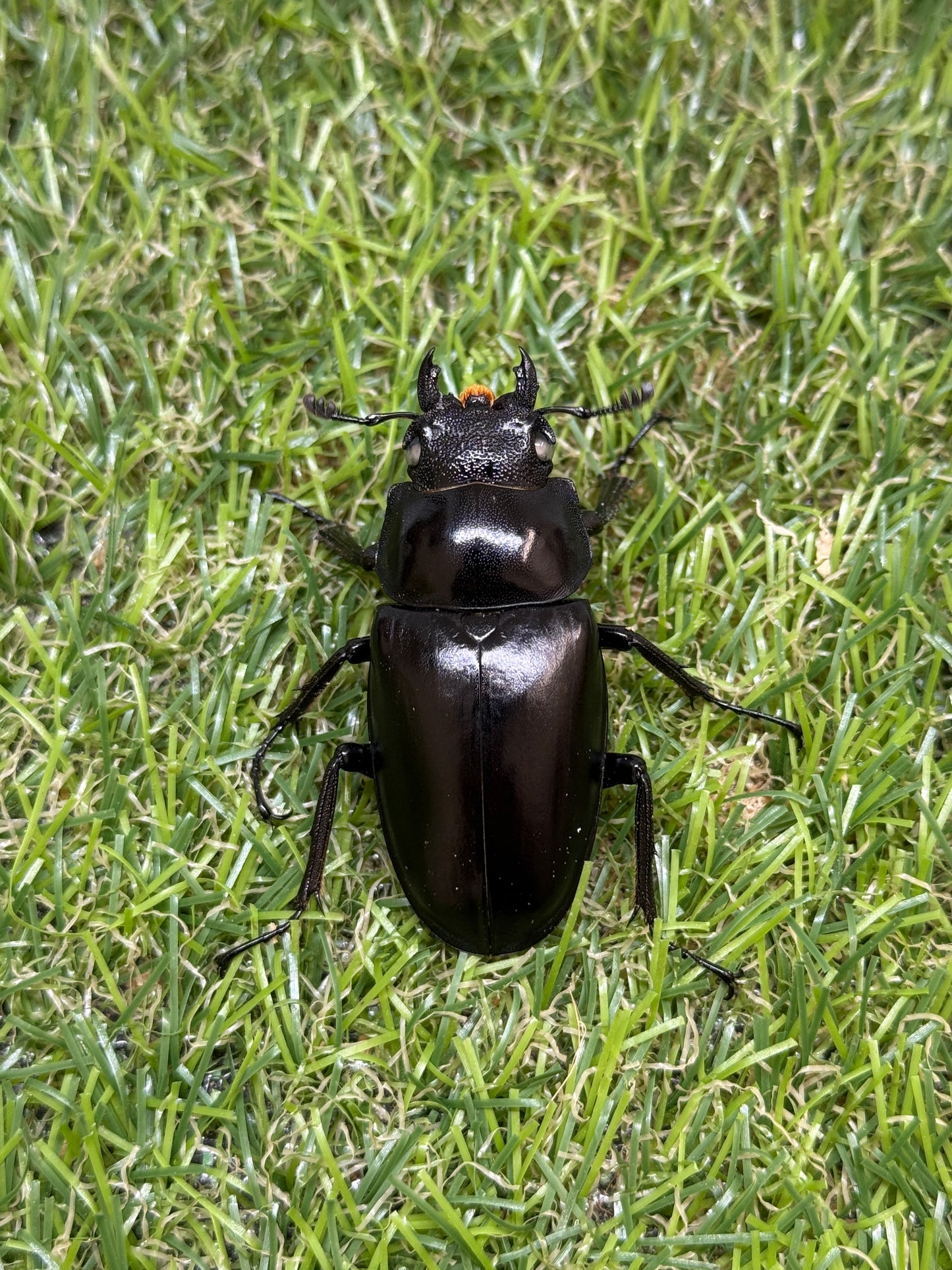 ギラファノコギリクワガタ(ホワイトアイ血統) ♂100mm成虫ペア