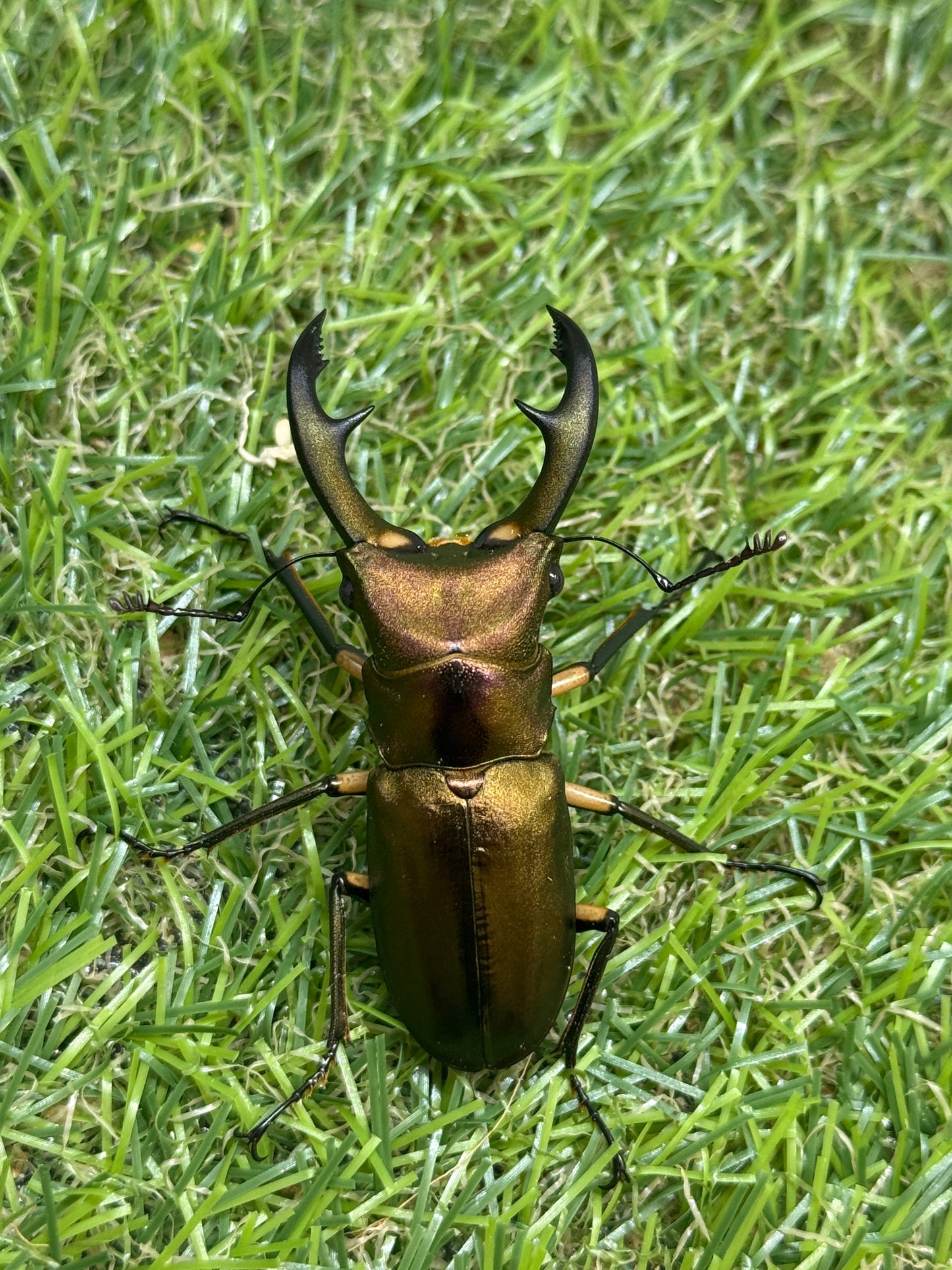 エラフスホソアカクワガタ　♂54.8mm単品