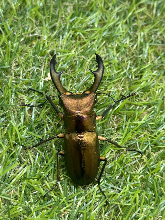 エラフスホソアカクワガタ　♂54.8mm単品