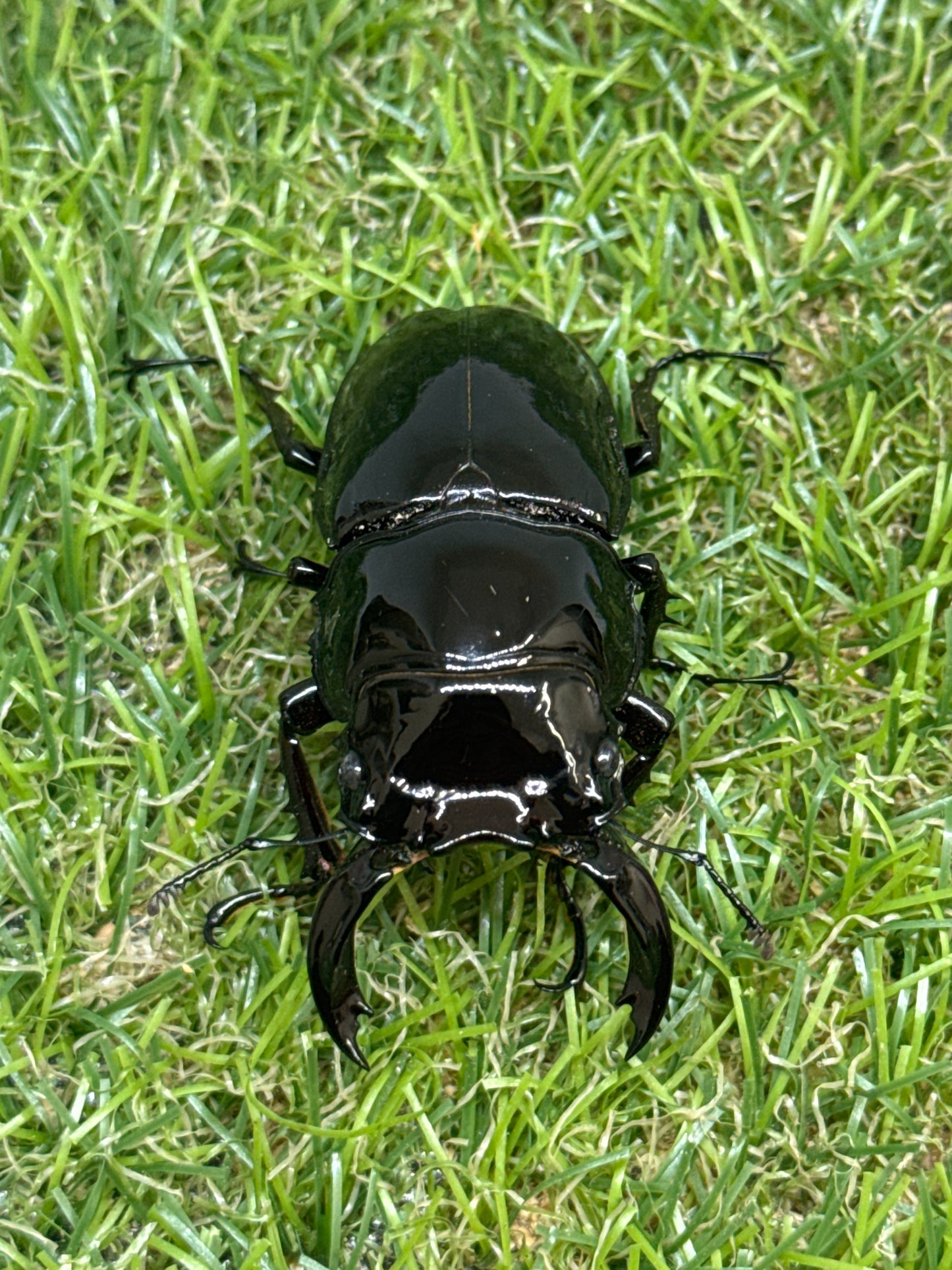 レギウスオオツヤクワガタ　♂62.6mm単品