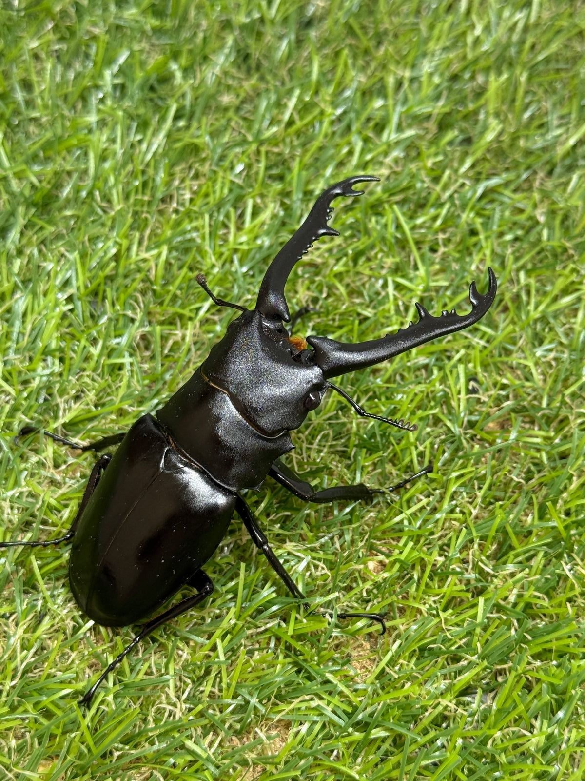 ギラファノコギリクワガタ　ニシカワイ　♂82mm成虫ペア