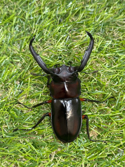 ディディエールシカクワガタ　♂63mm 成虫ペア