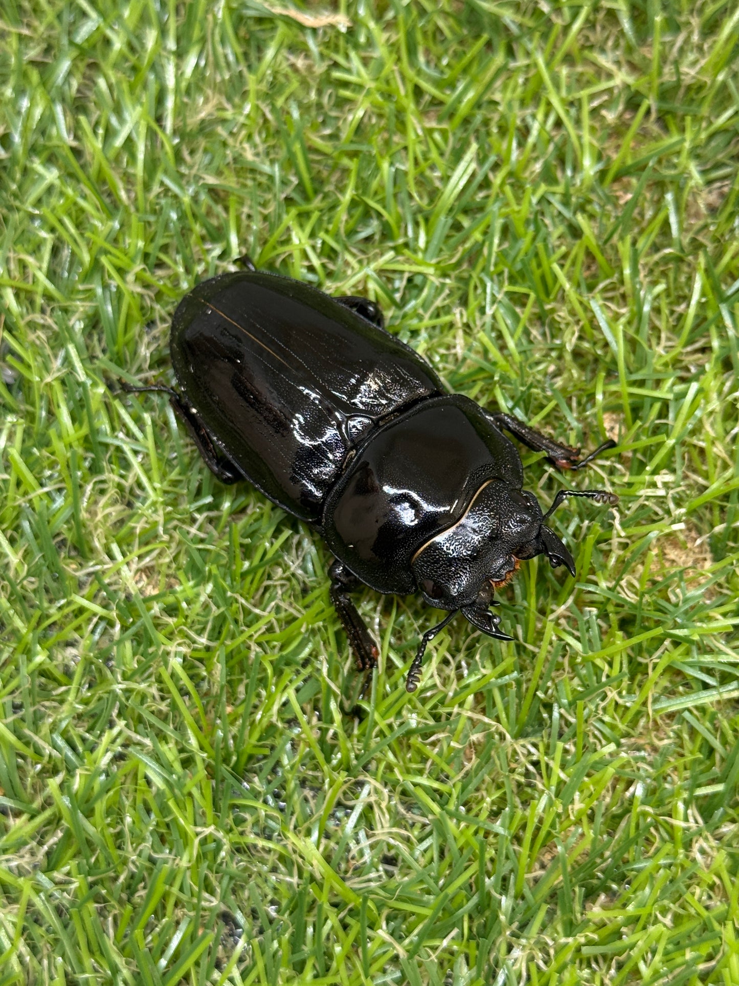 オオクワガタ　奈良輪川西　♂72.3mm成虫ペア
