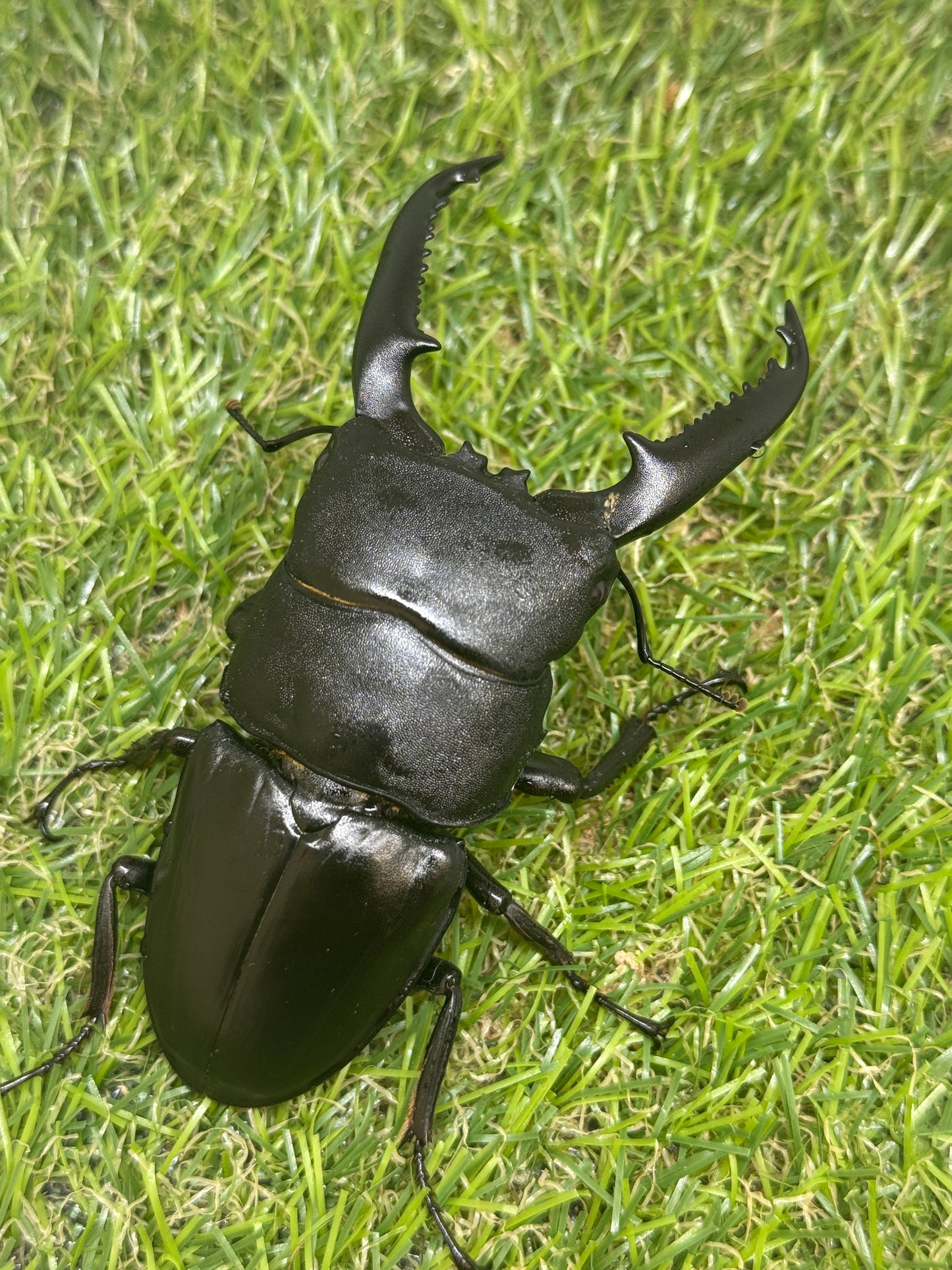 パラワンオオヒラタクワガタ　♂94mm単品