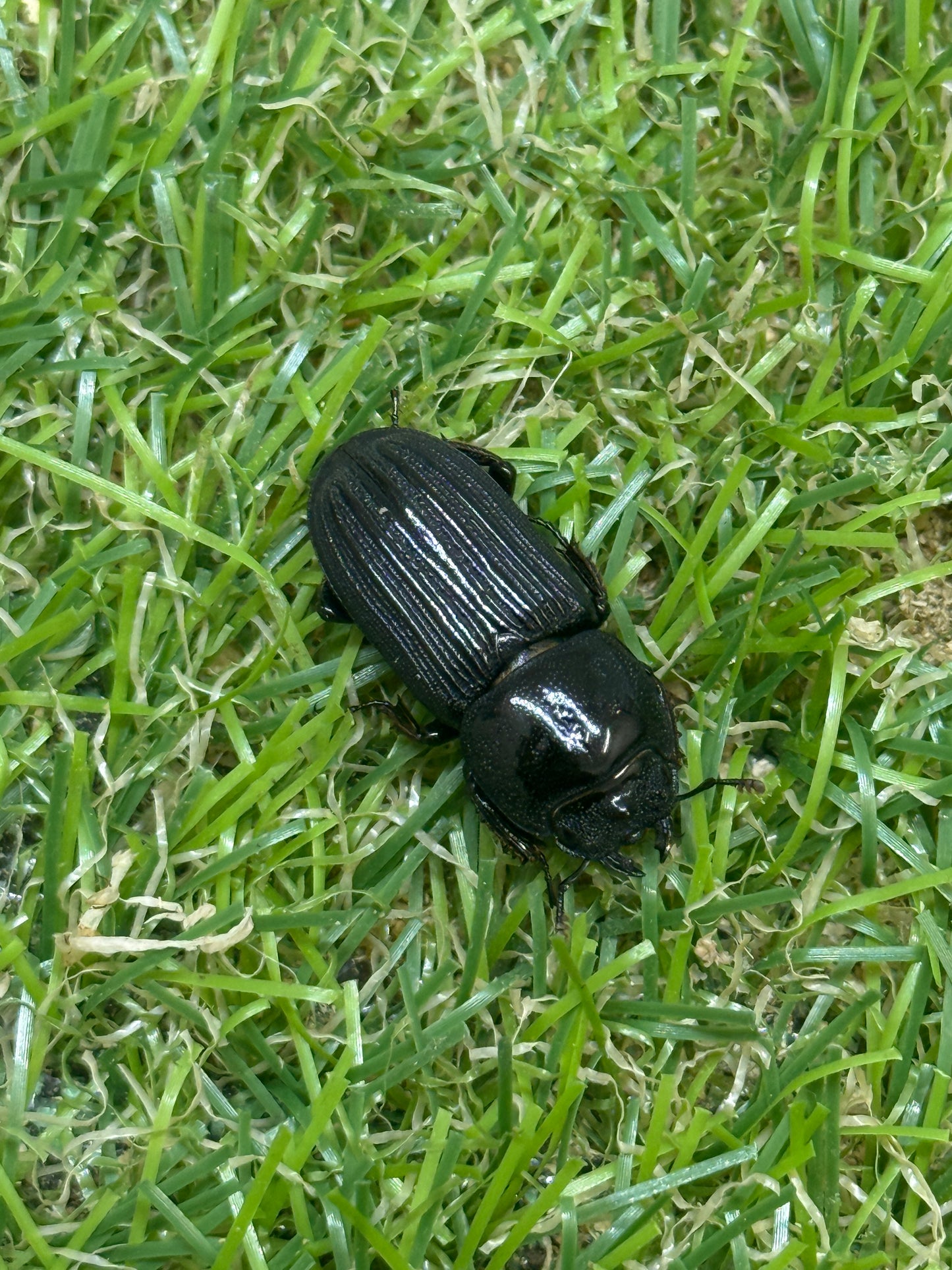 ドルクスミント　♂freeサイズ成虫ペア