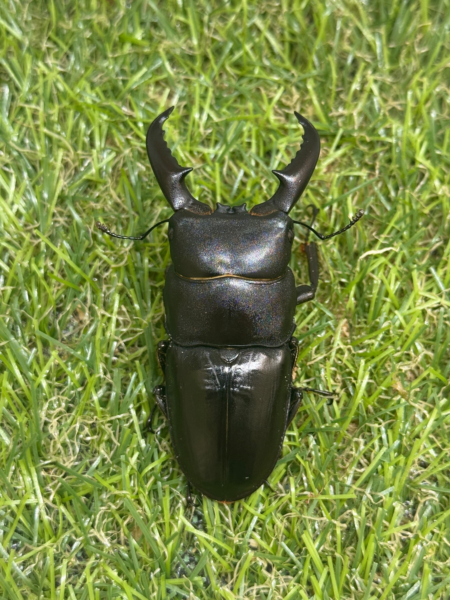 オキノエラブヒラタクワガタ　♂66mm単品