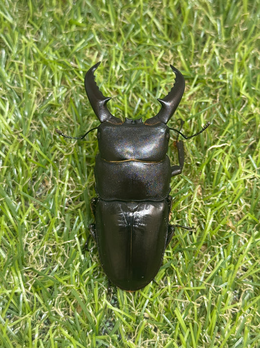 オキノエラブヒラタクワガタ　♂66mm単品