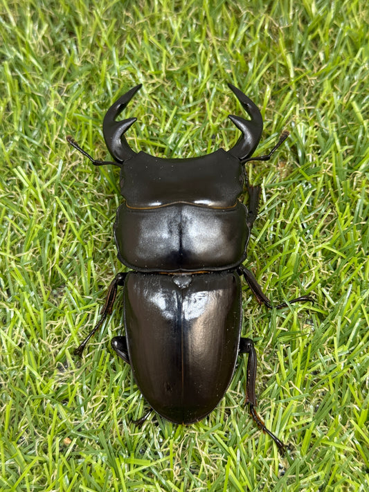 グランディスオオクワガタ　♂84.2mm成虫ペア