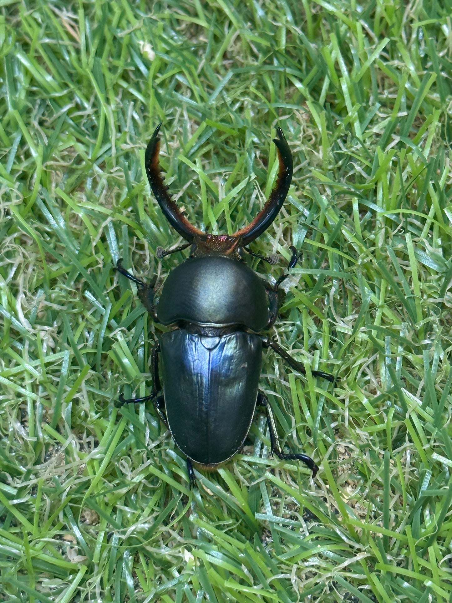 パプアキンイロクワガタ　♂37mm成虫ペア