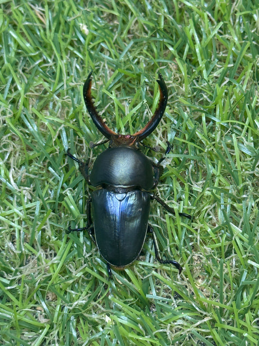 パプアキンイロクワガタ　♂37mm成虫ペア