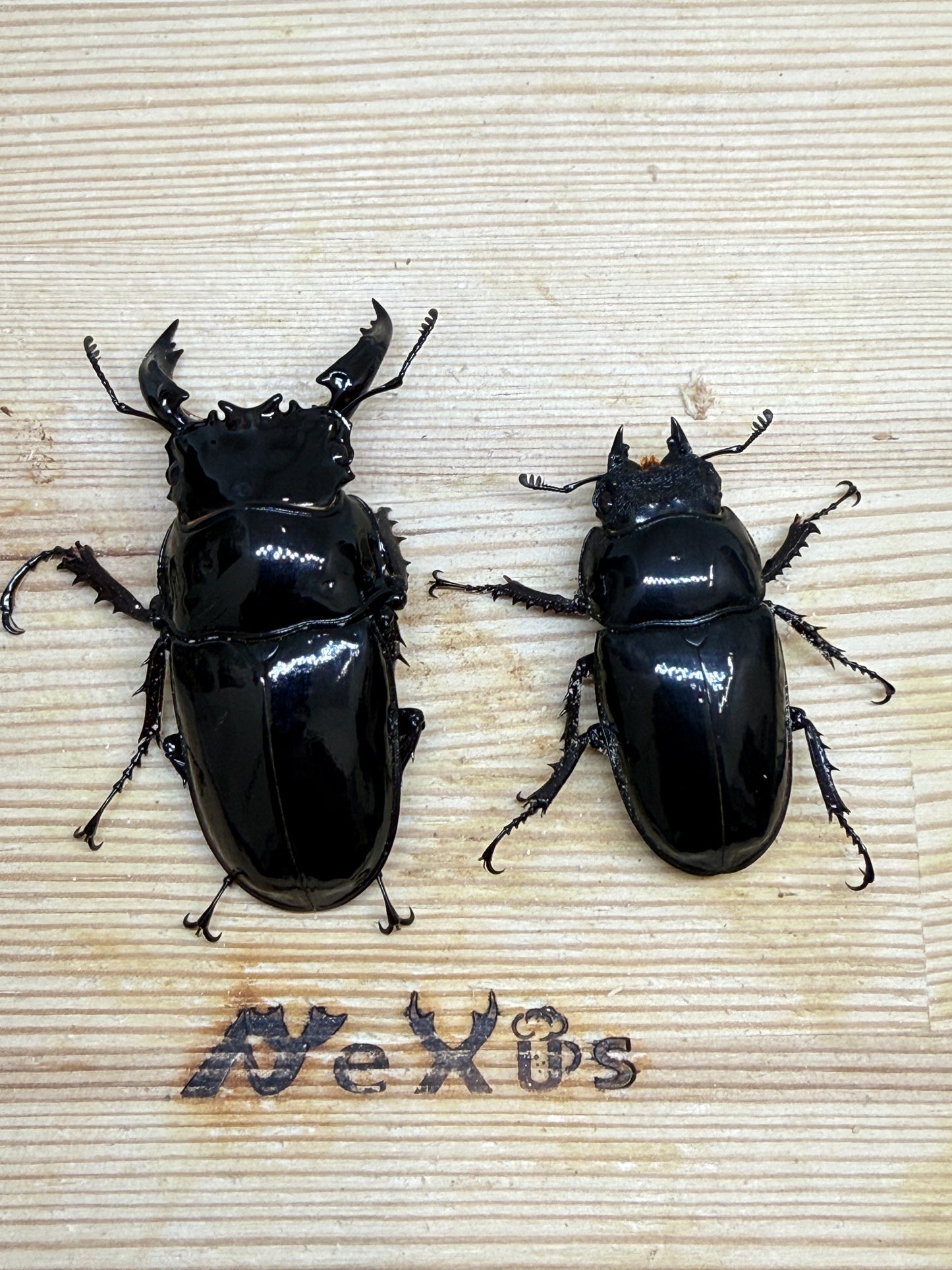 レギウスオオツヤクワガタ　♂66mm成虫ペア