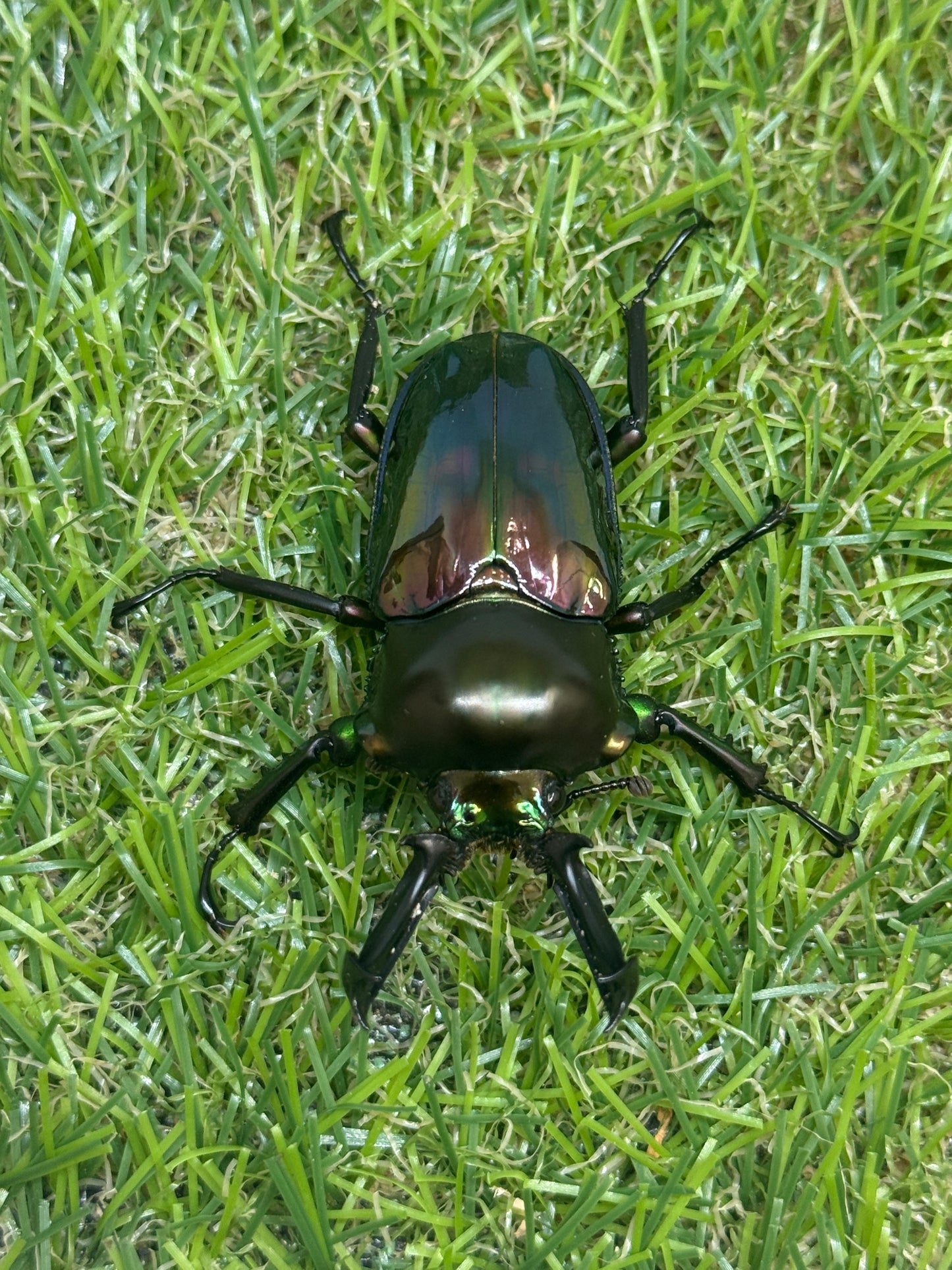 ニジイロクワガタ　♂54mm成虫ペア