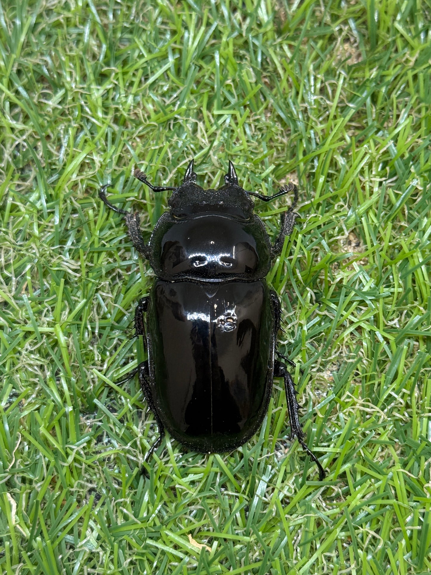 タランドゥスオオツヤクワガタ　♂64.5mm成虫ペア