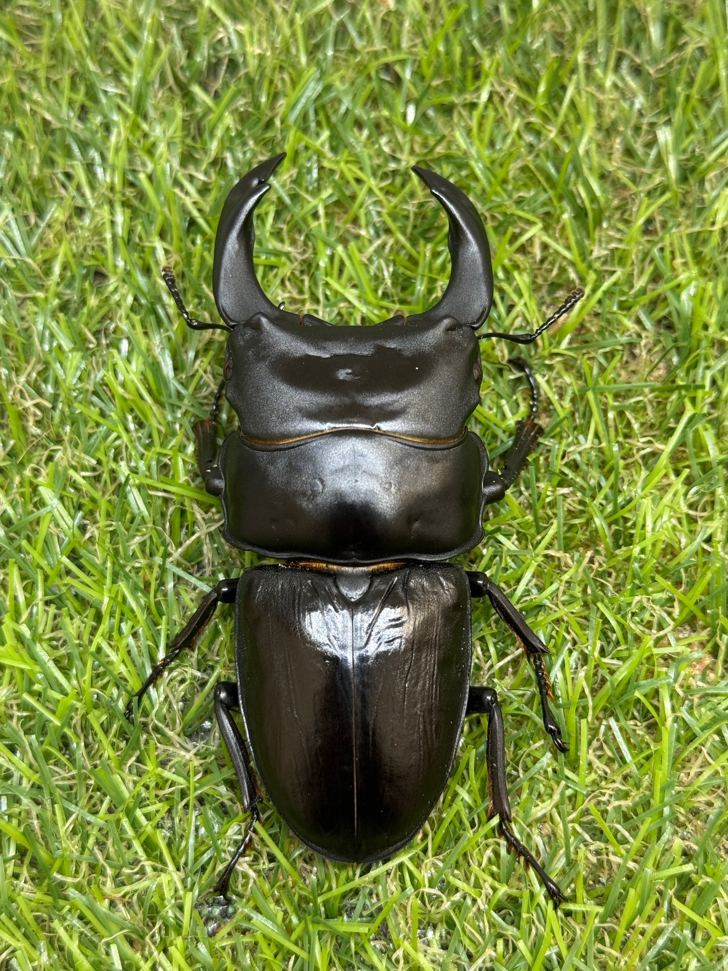 オオクワガタ　奈良輪川西　♂83mm成虫ペア