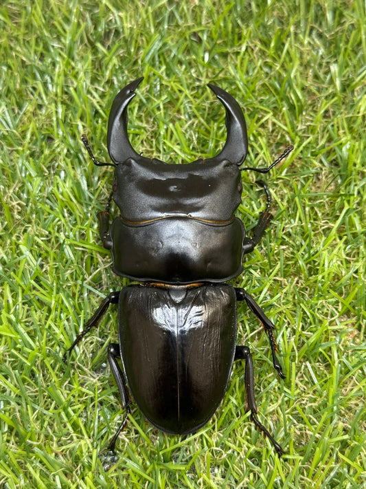 オオクワガタ　奈良輪川西　♂83mm成虫ペア