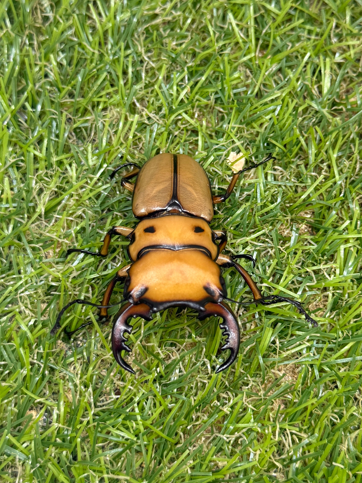 メンガタメリークワガタ　♂51mm成虫ペア