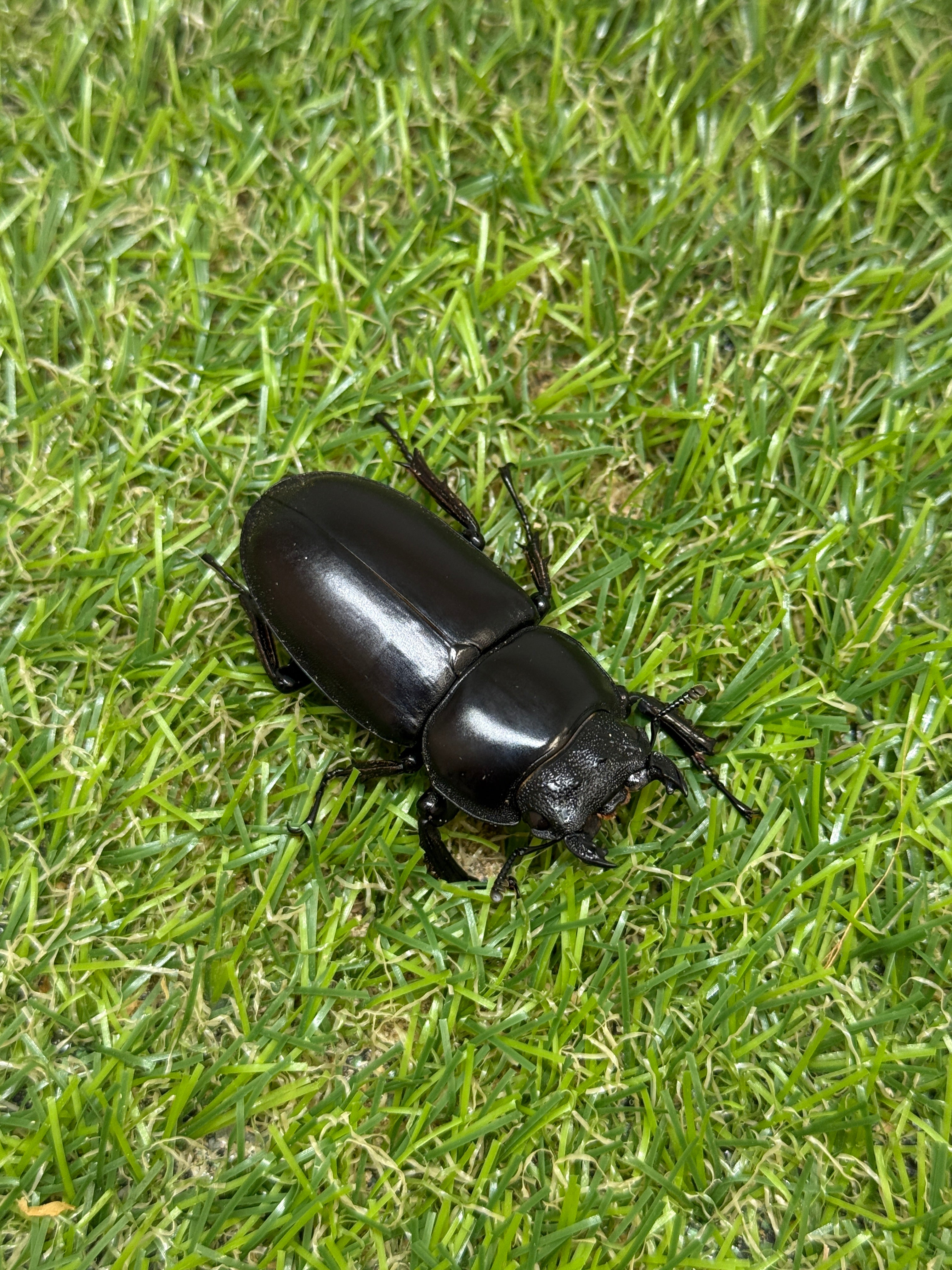 インドアンタエウスオオクワガタ(ガントク) ♂84mm成虫ペア – 昆虫