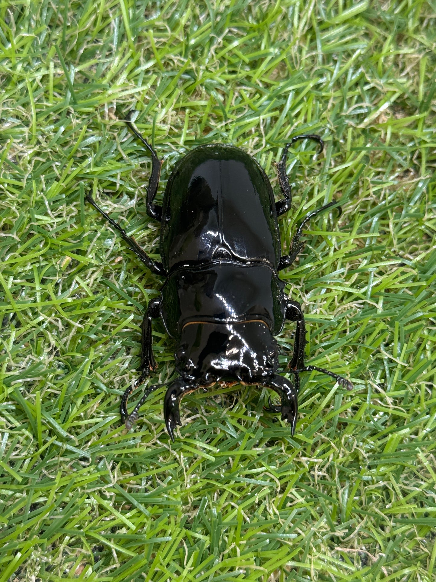 タランドゥスオオツヤクワガタ　♂56mm単品