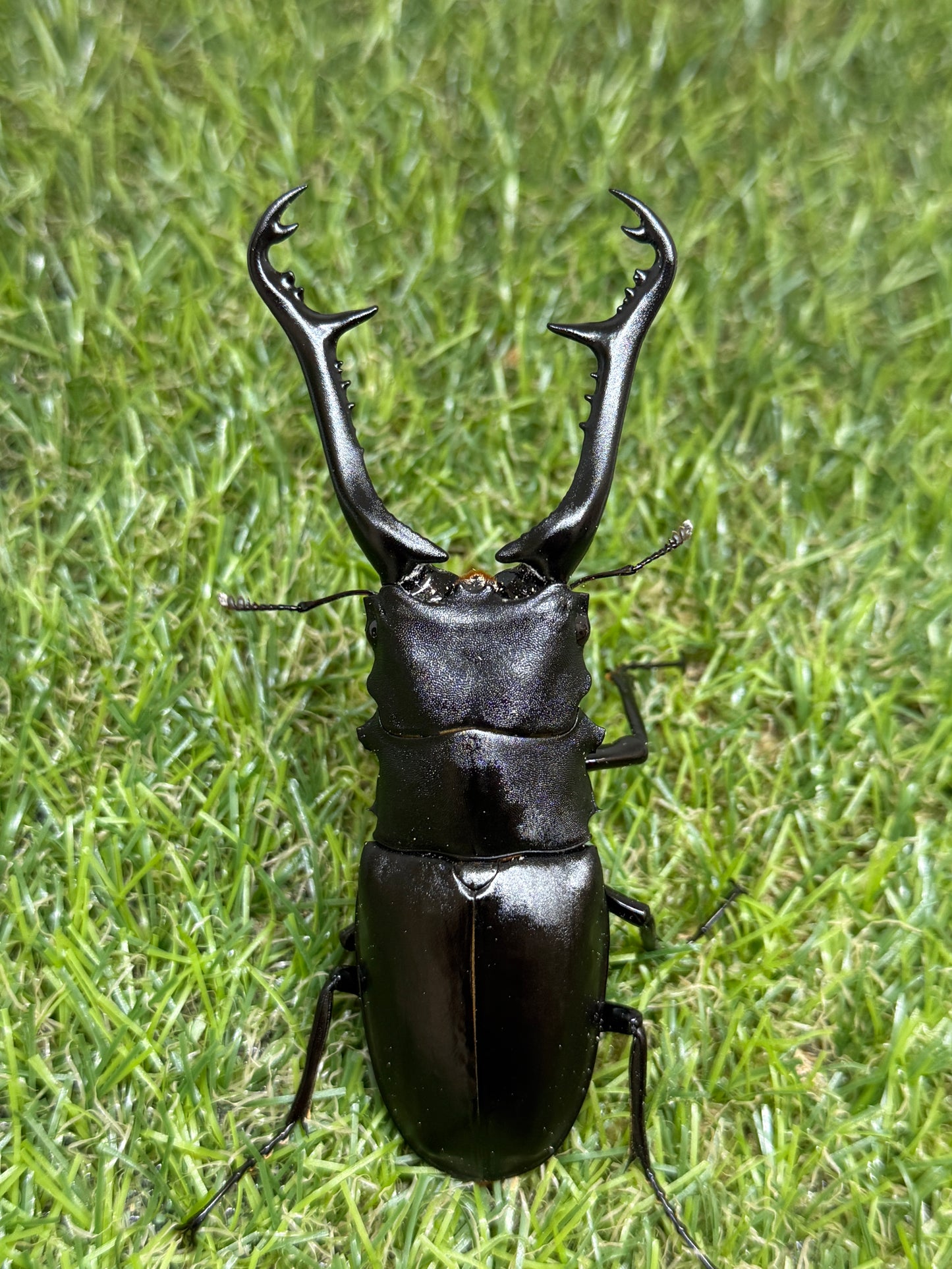 ギラファノコギリクワガタ　ケイスケ　♂100.7mm成虫ペア