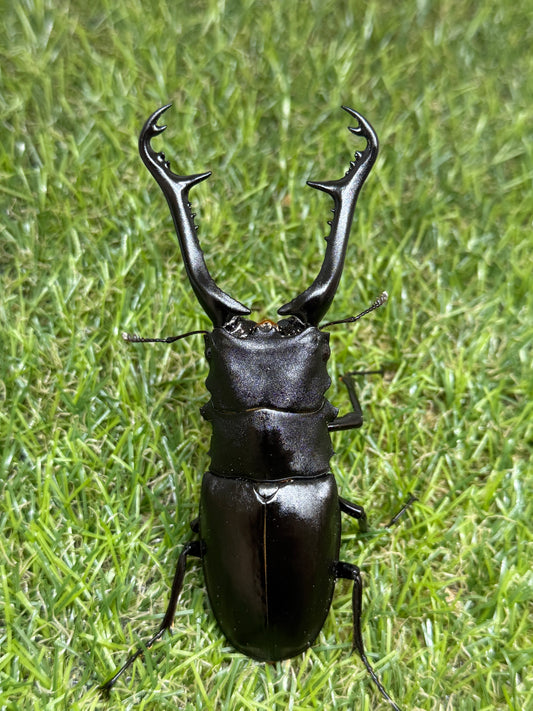 ギラファノコギリクワガタ　ケイスケ　♂100.7mm成虫ペア