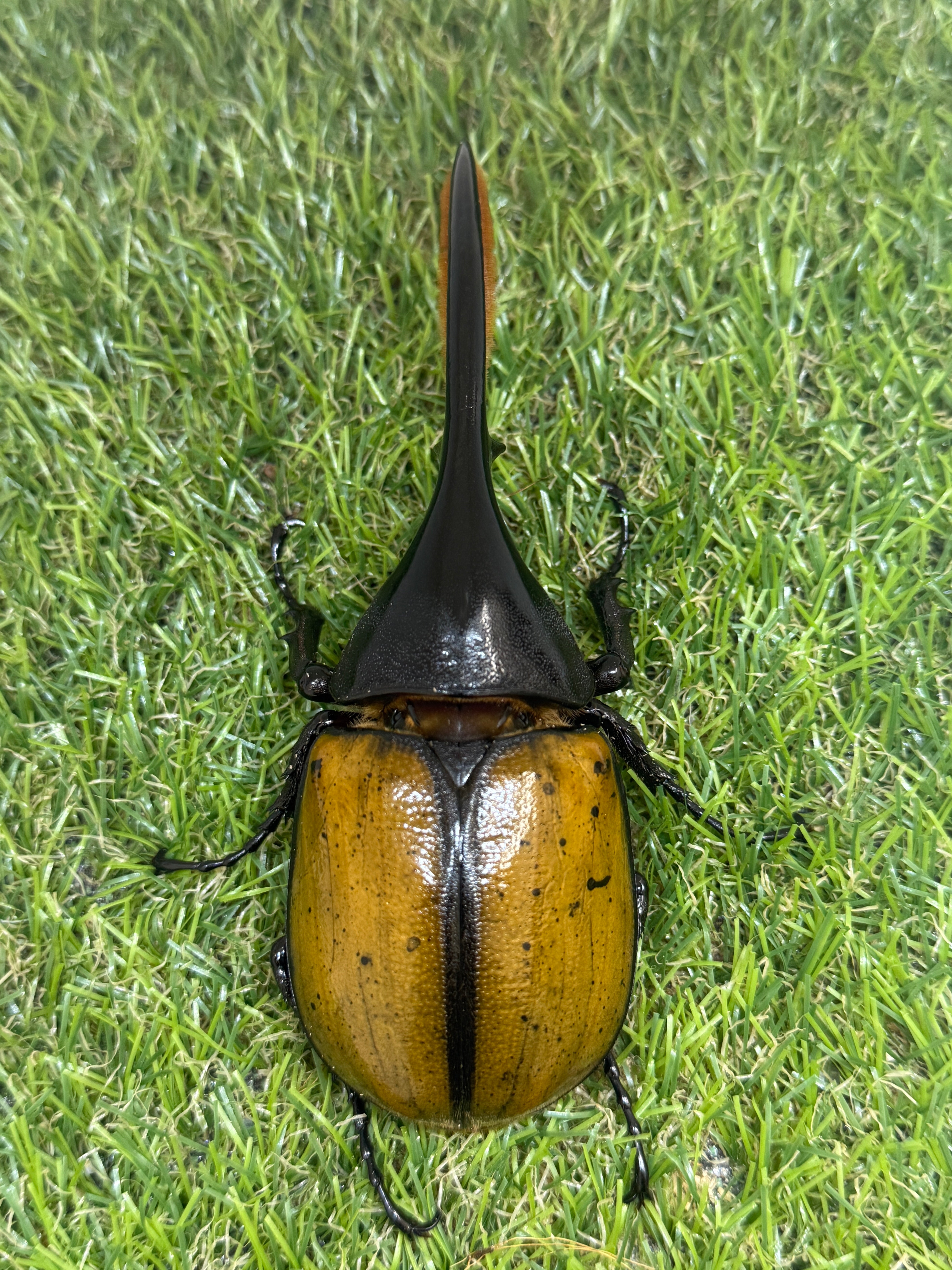カブトムシ カブトムシ成虫ALL – 昆虫ショップNexus